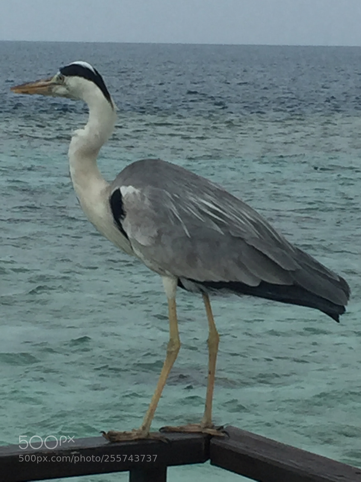 Apple iPhone 6 sample photo. Hi do i look photography