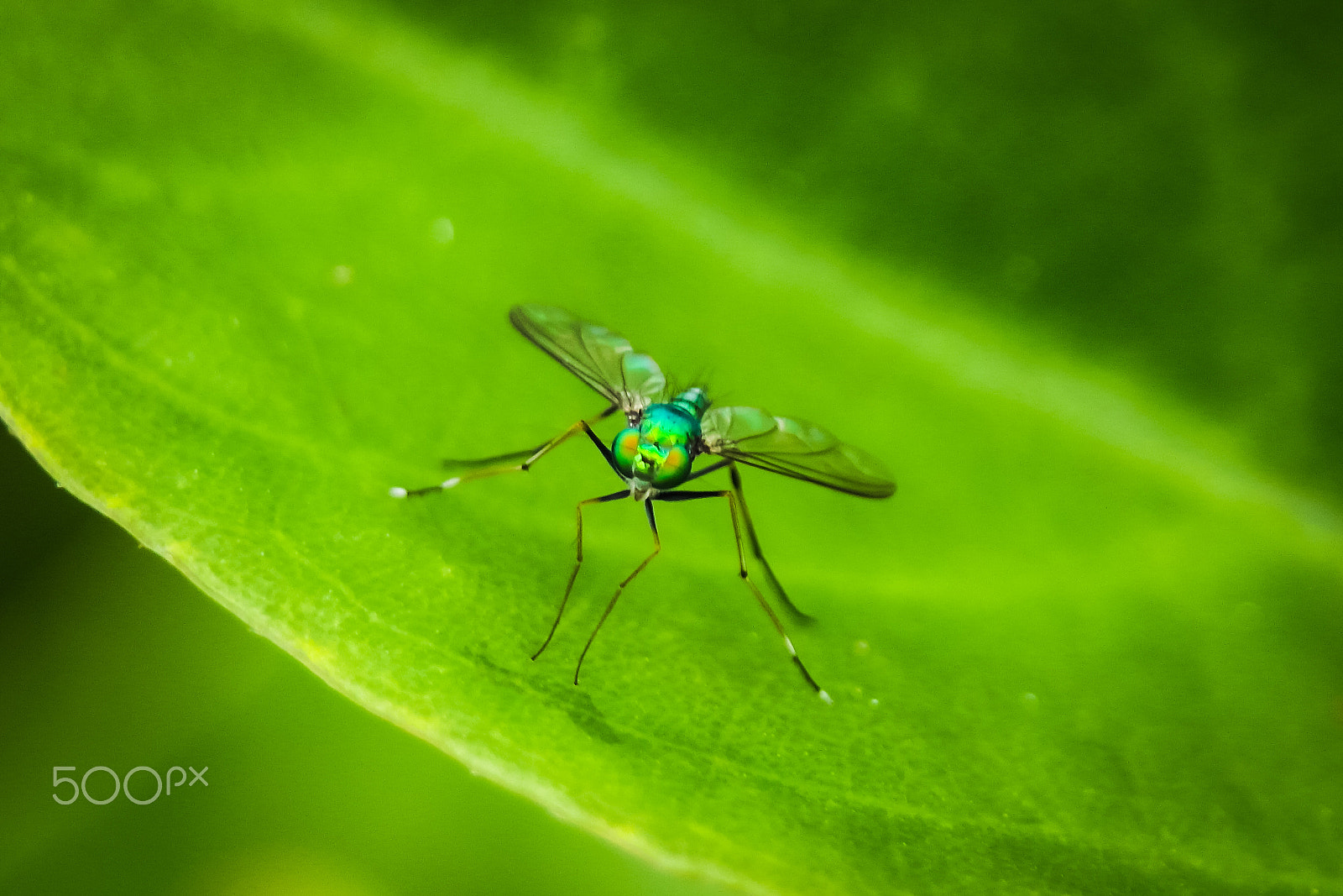 Samsung NX1100 sample photo. Metallic greenish-blue long-legged fly photography