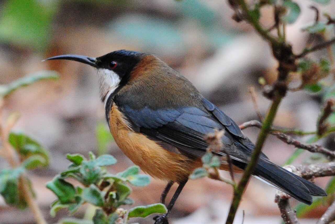 Nikon D3 sample photo. Honey eater photography