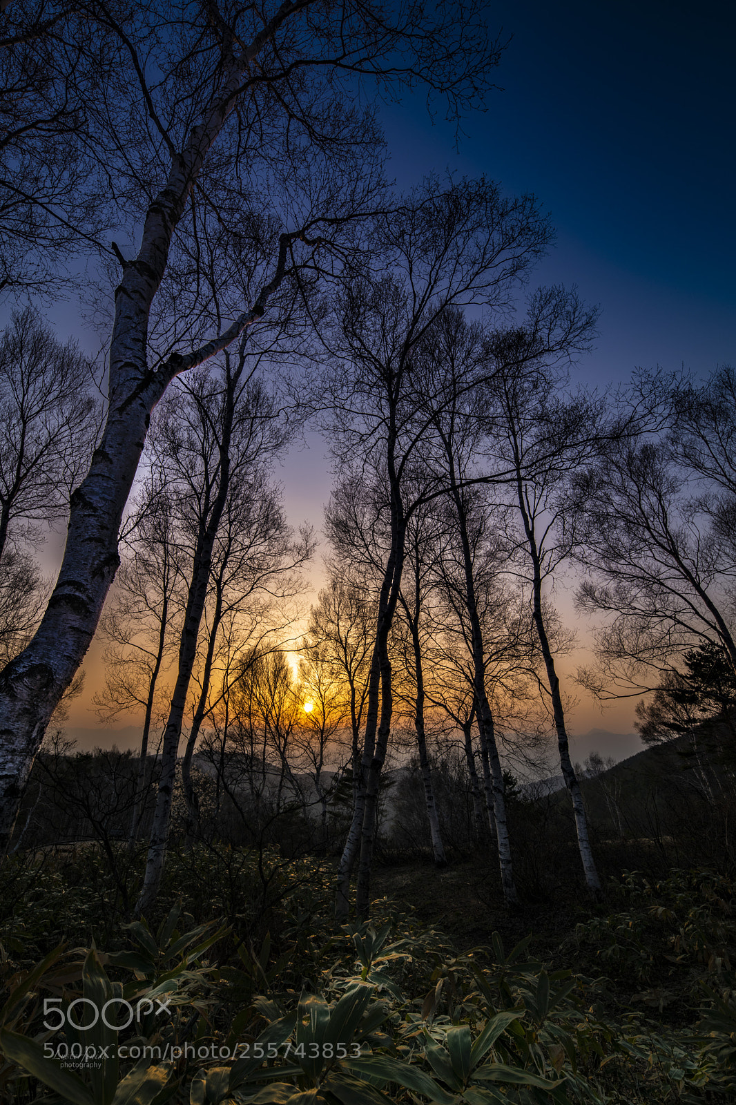 Nikon D850 sample photo. 菅平高原(sugadaira-kougen) photography