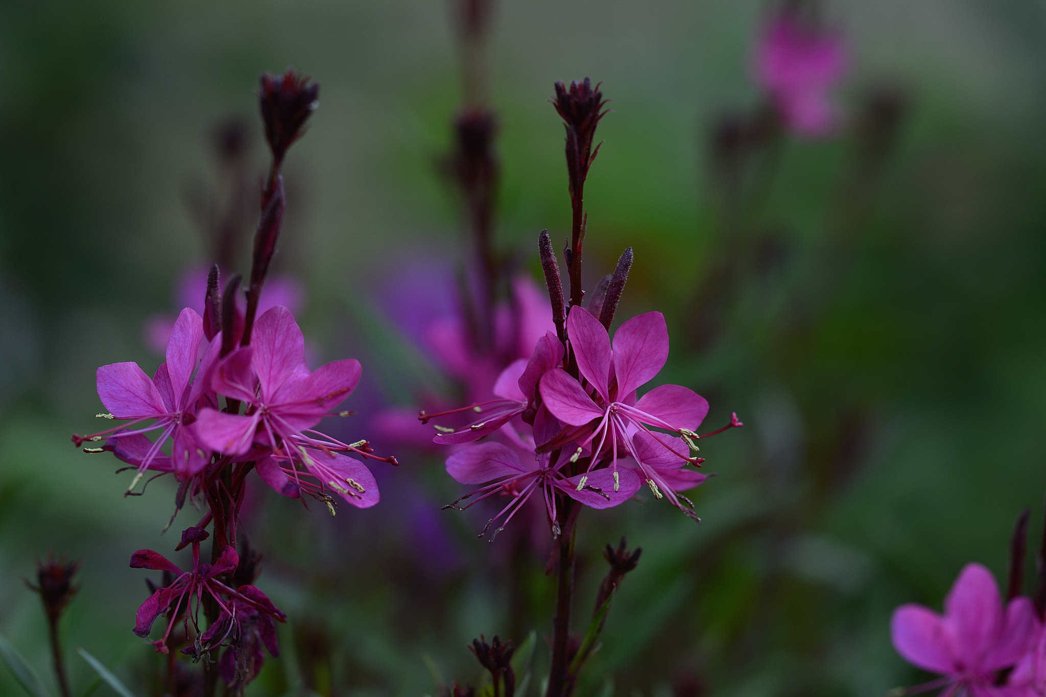 Nikon D7100 sample photo. Pink flowers photography