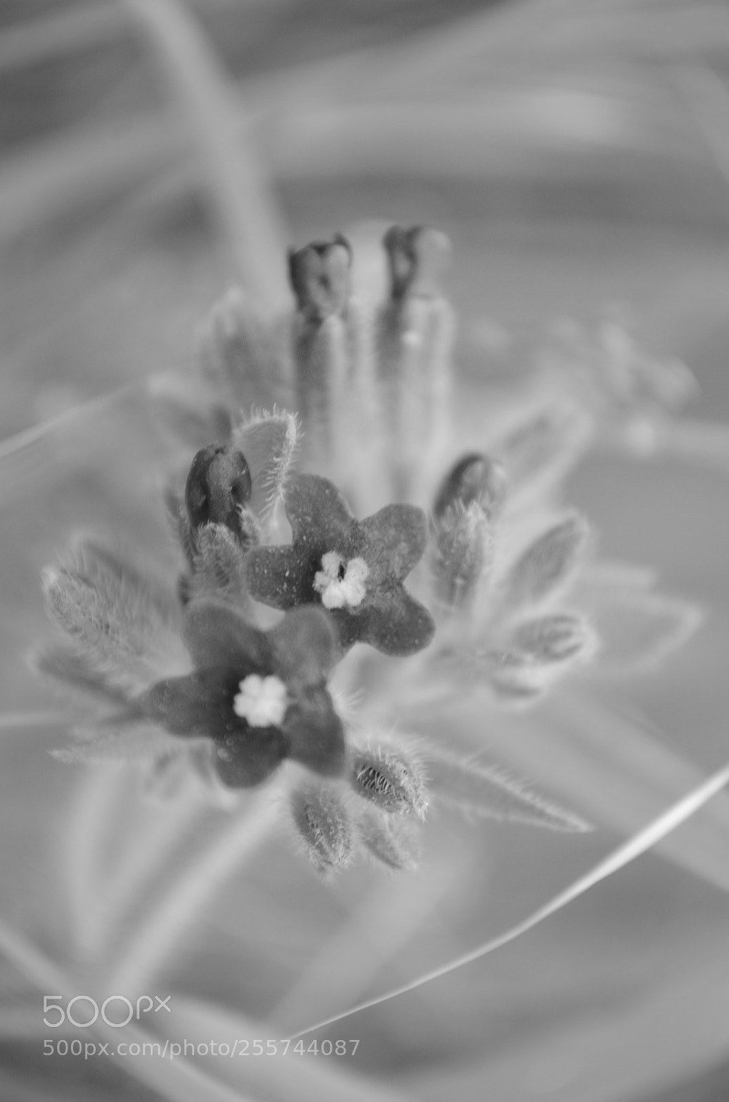 Nikon D5100 sample photo. So in love photography
