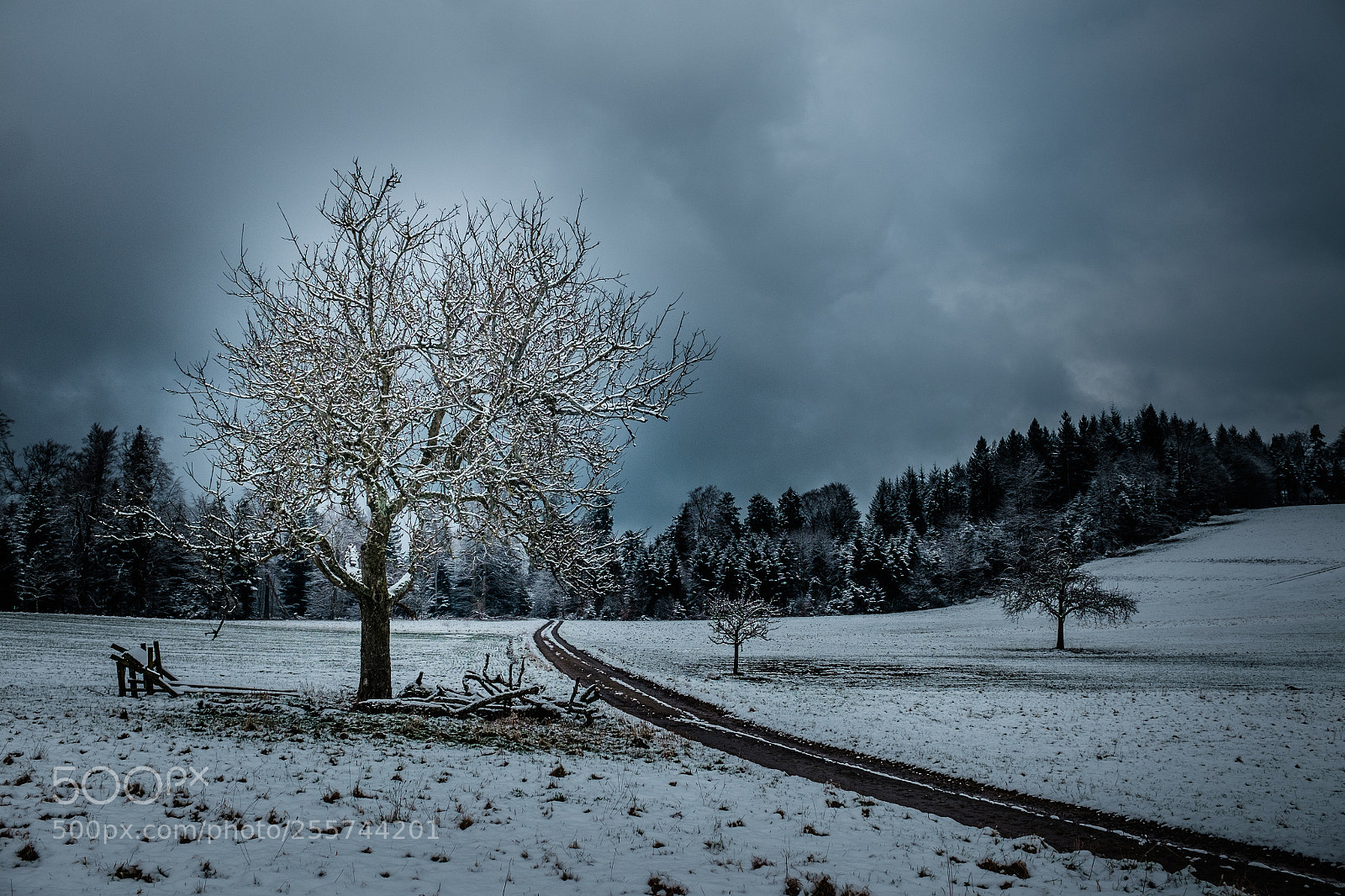 Fujifilm X100T sample photo. Bernstein # photography