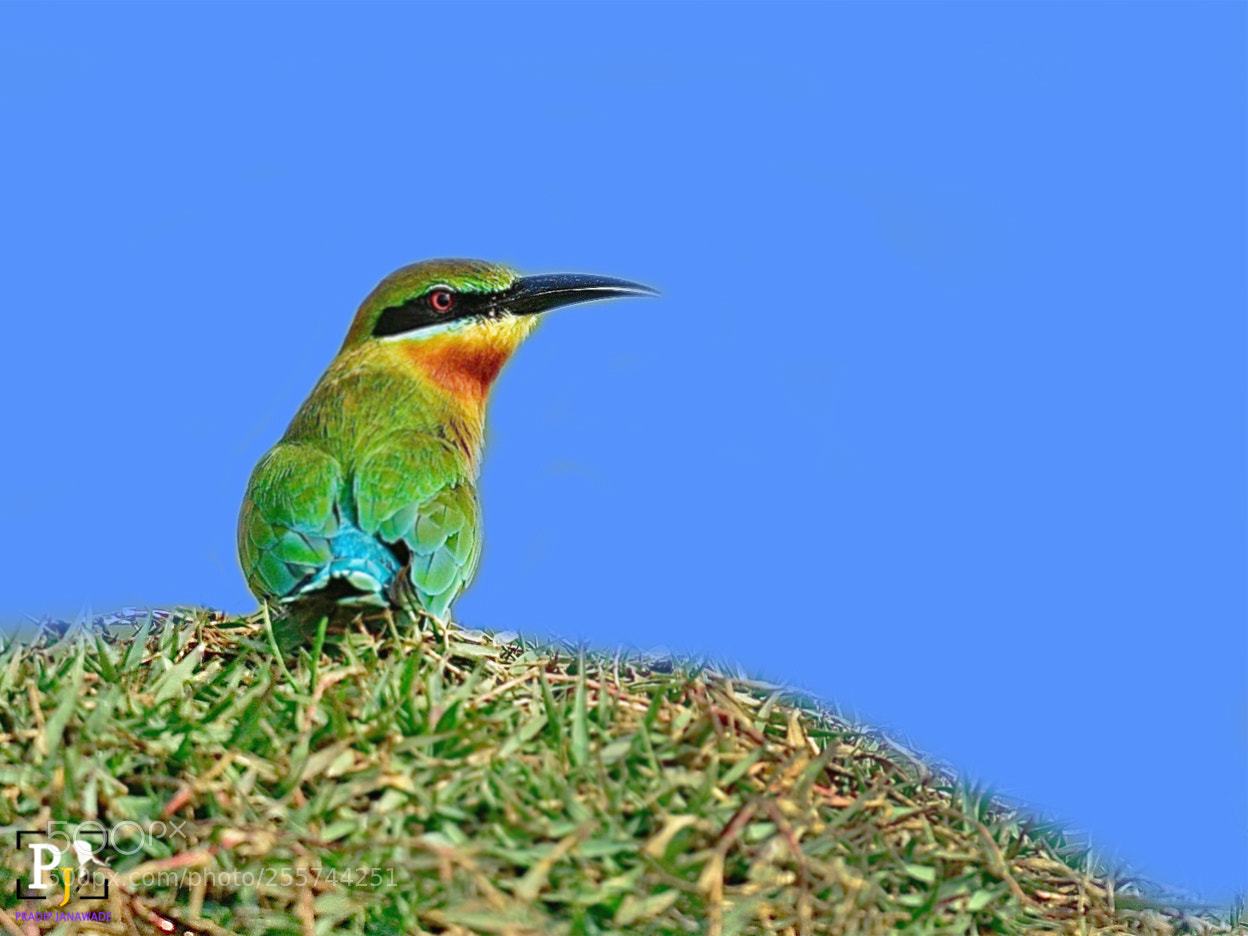 Nikon D5 sample photo. Green bee eater photography