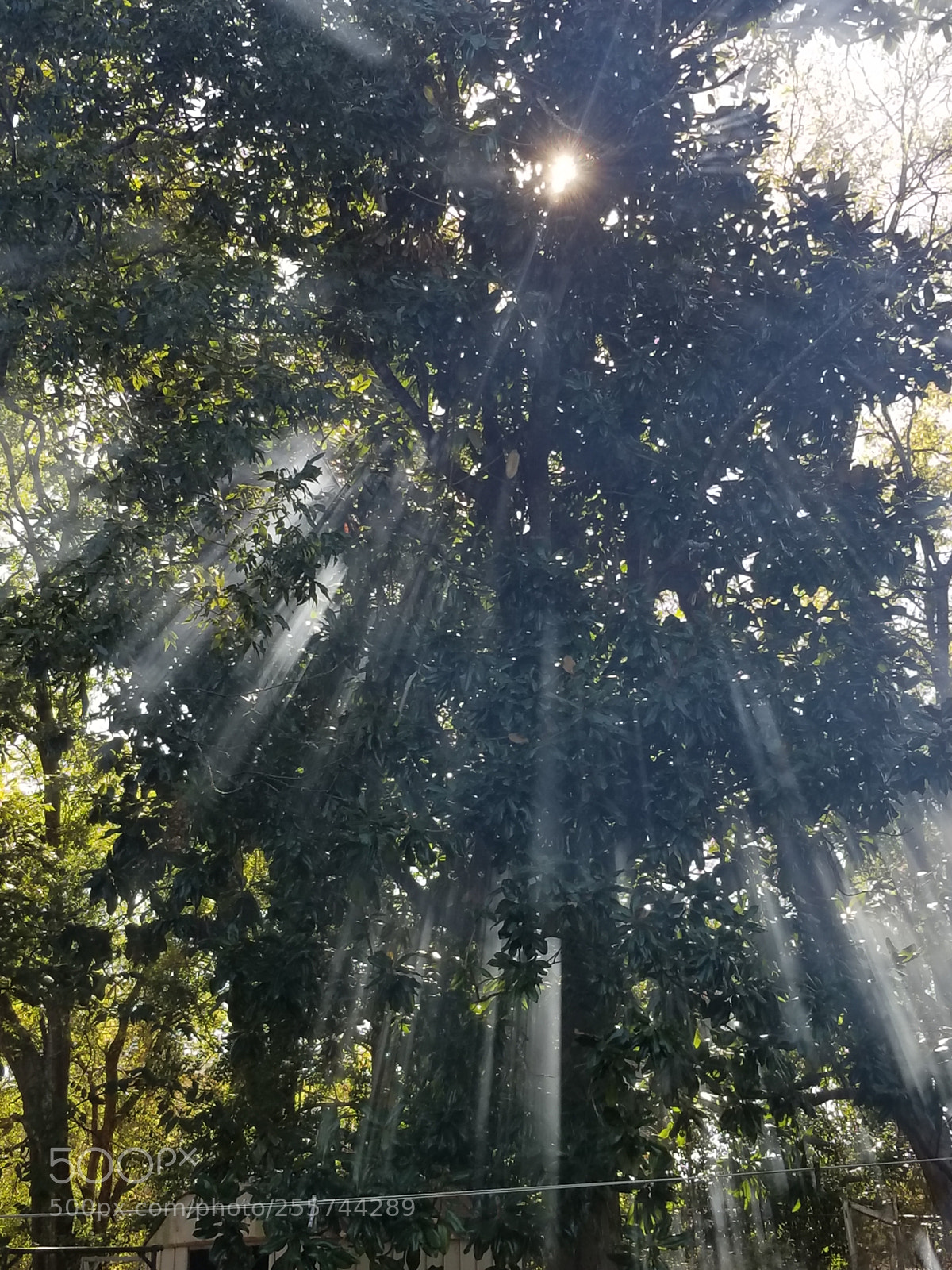 Samsung Galaxy S8+ sample photo. The woods calls me photography