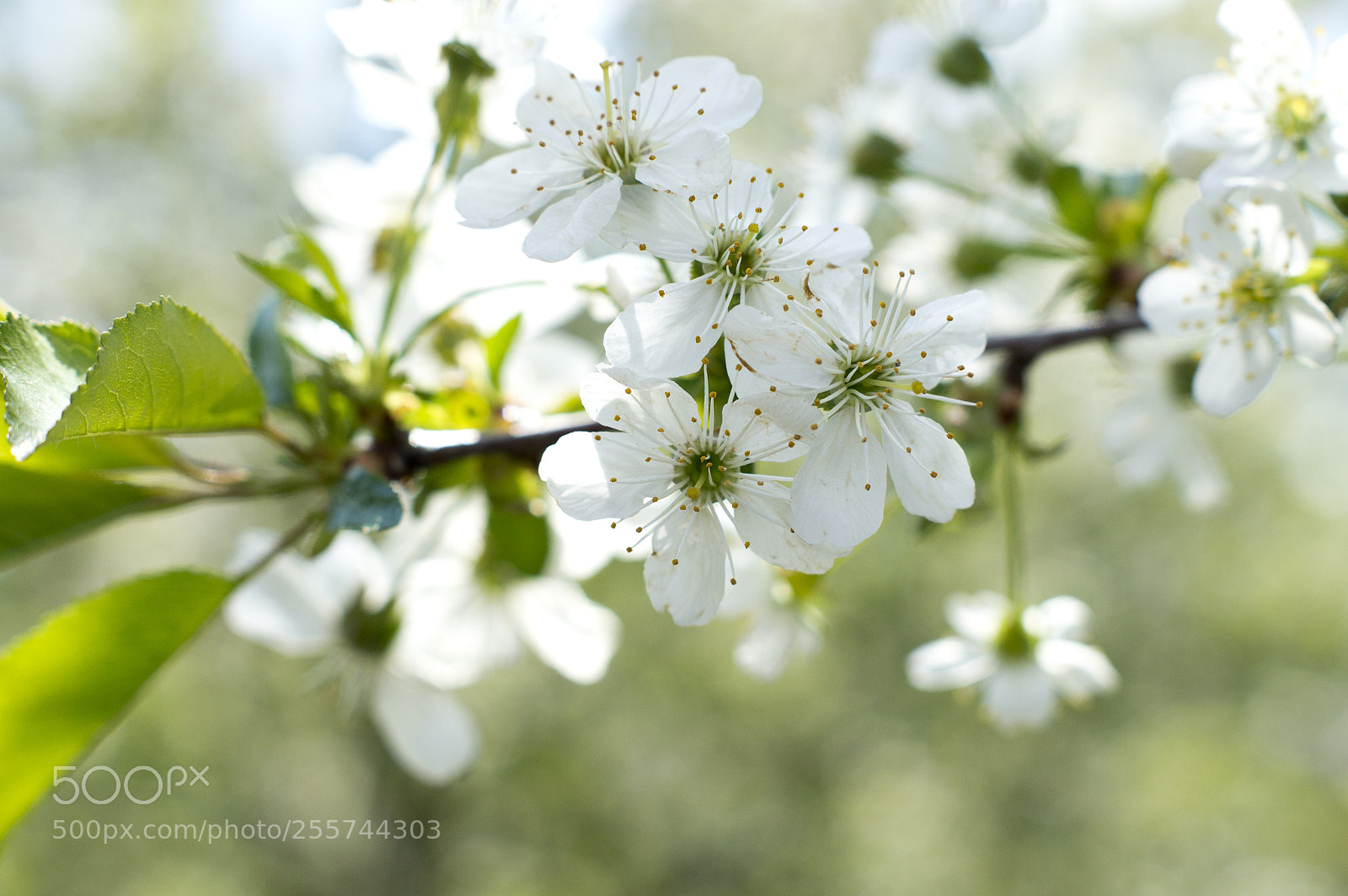 Sony SLT-A57 sample photo. Spring time photography