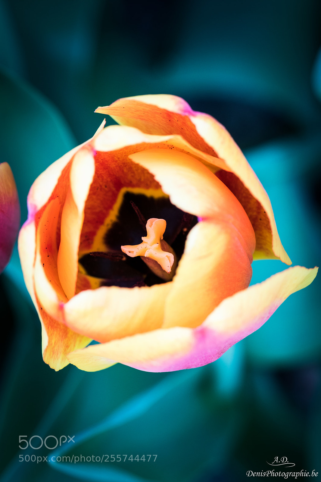 Canon EOS 750D (EOS Rebel T6i / EOS Kiss X8i) sample photo. Colorful tulip photography