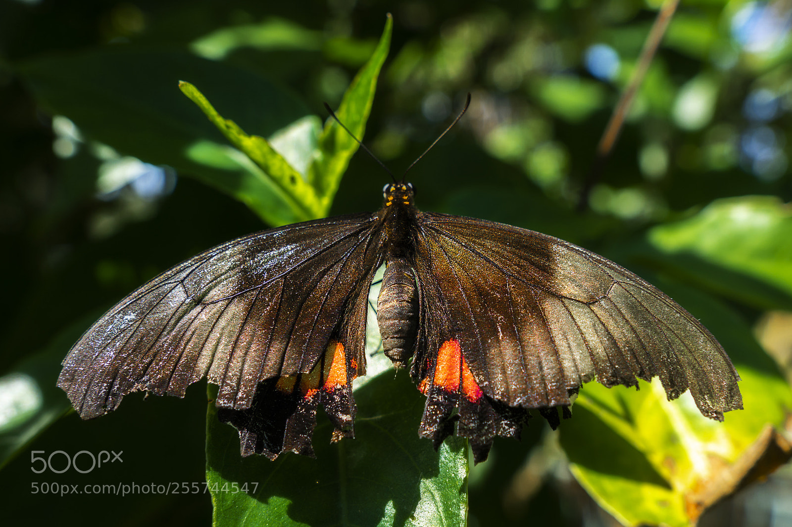 Sony a6000 sample photo. Heraclides anchisiades capys photography