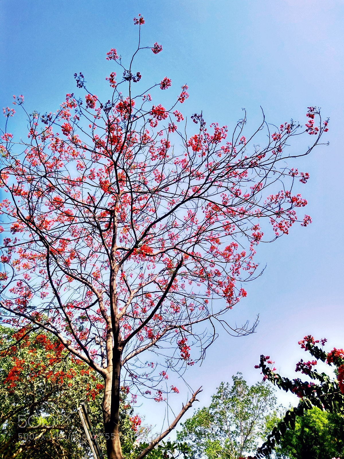 Motorola Moto G (5S) Plus sample photo. Pink photography