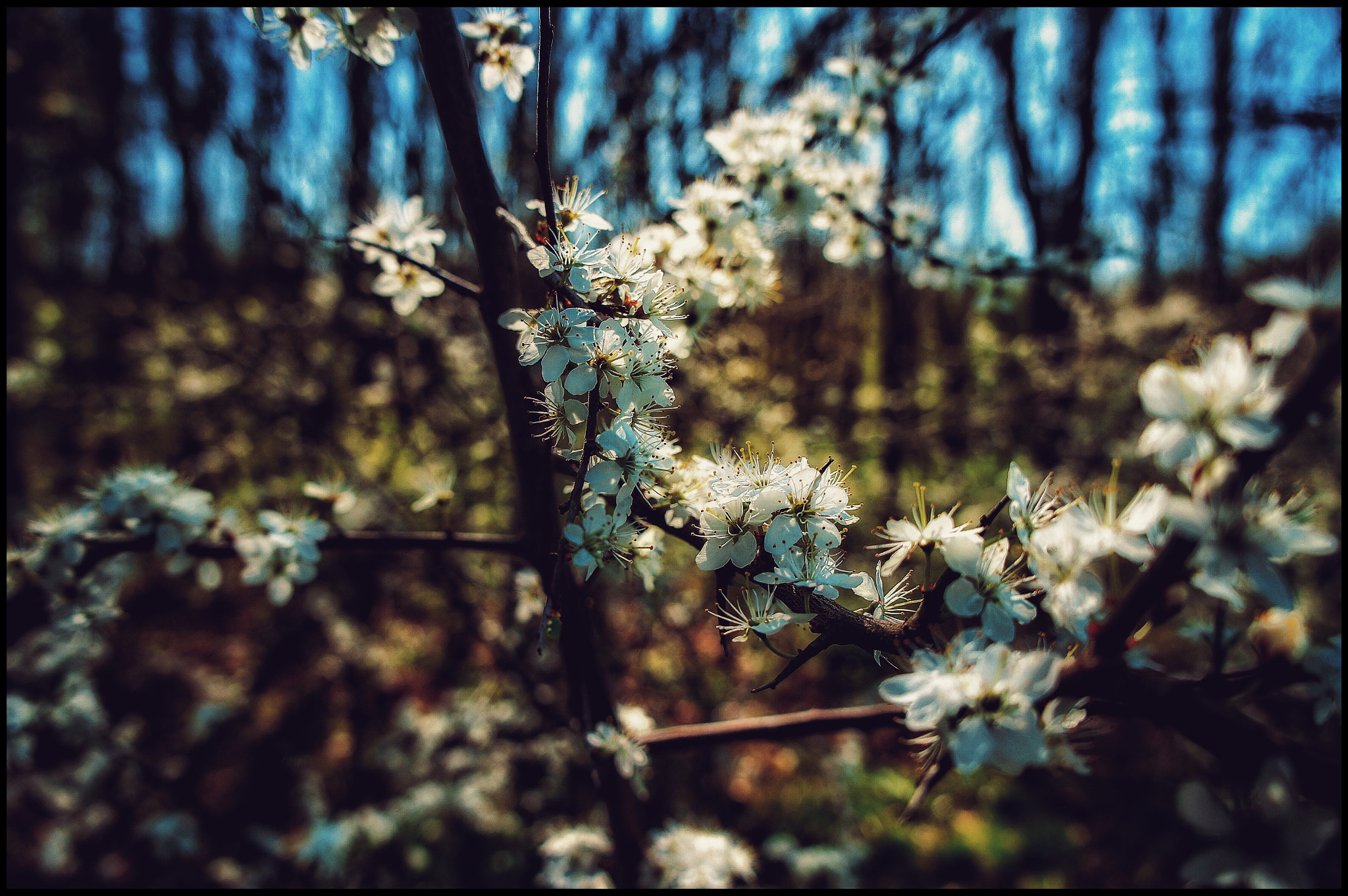 Sony Alpha NEX-C3 sample photo. Spring photography