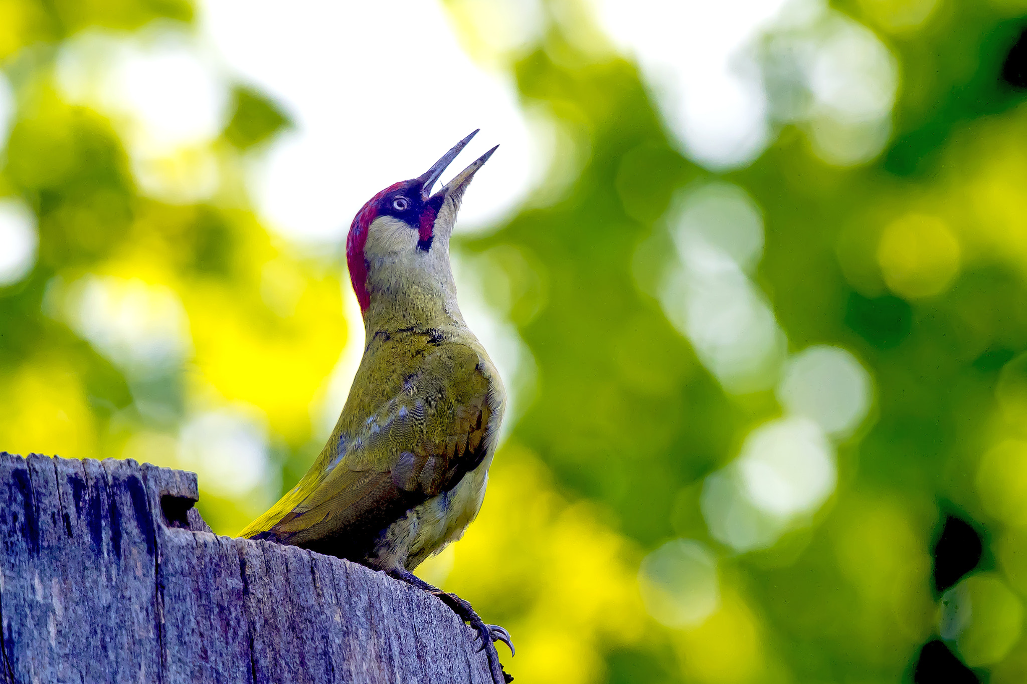 Pentax KP sample photo. European green woodpecker photography
