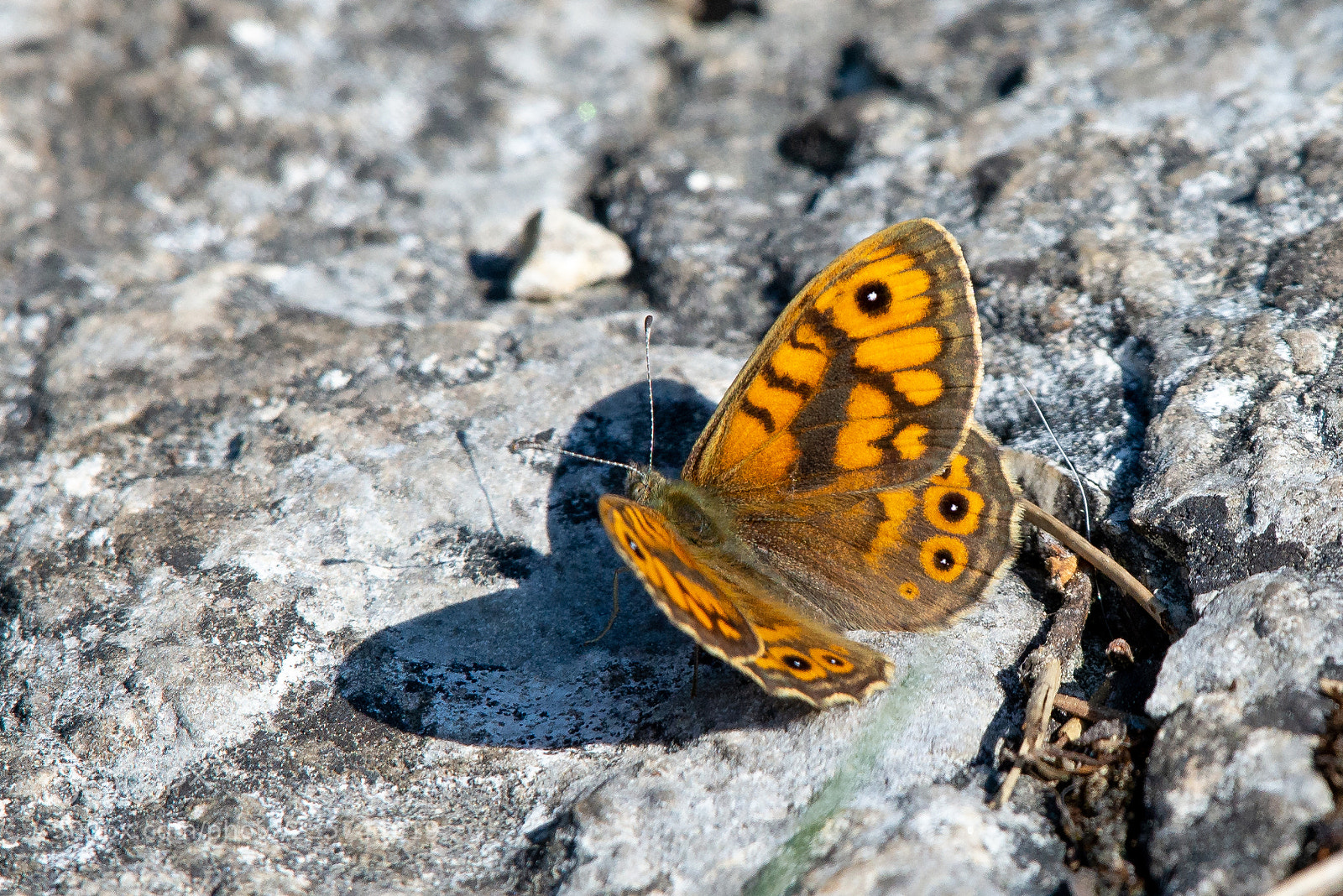 Nikon D610 sample photo. Butterfly photography