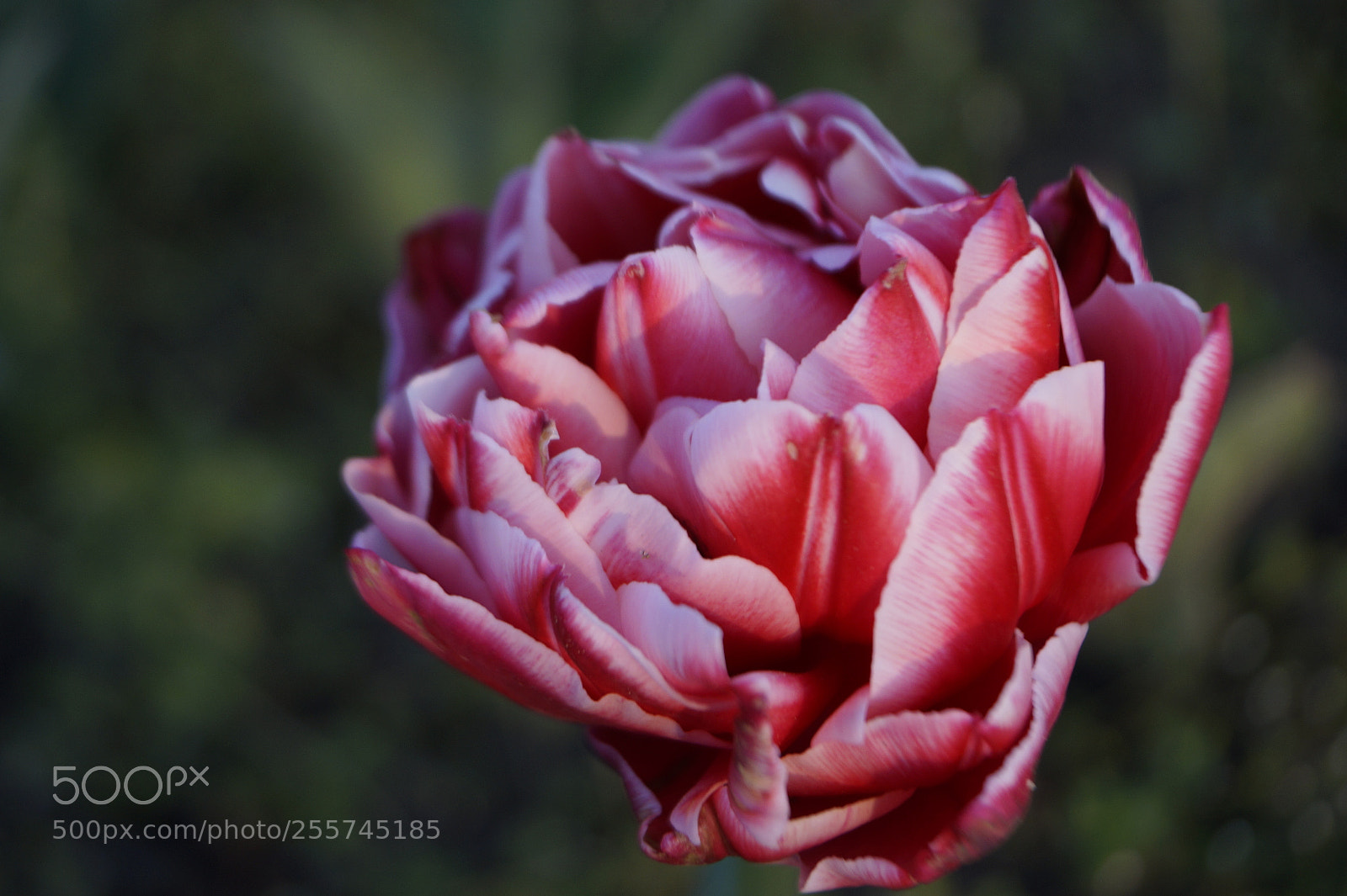 Sony SLT-A58 sample photo. Flower photography