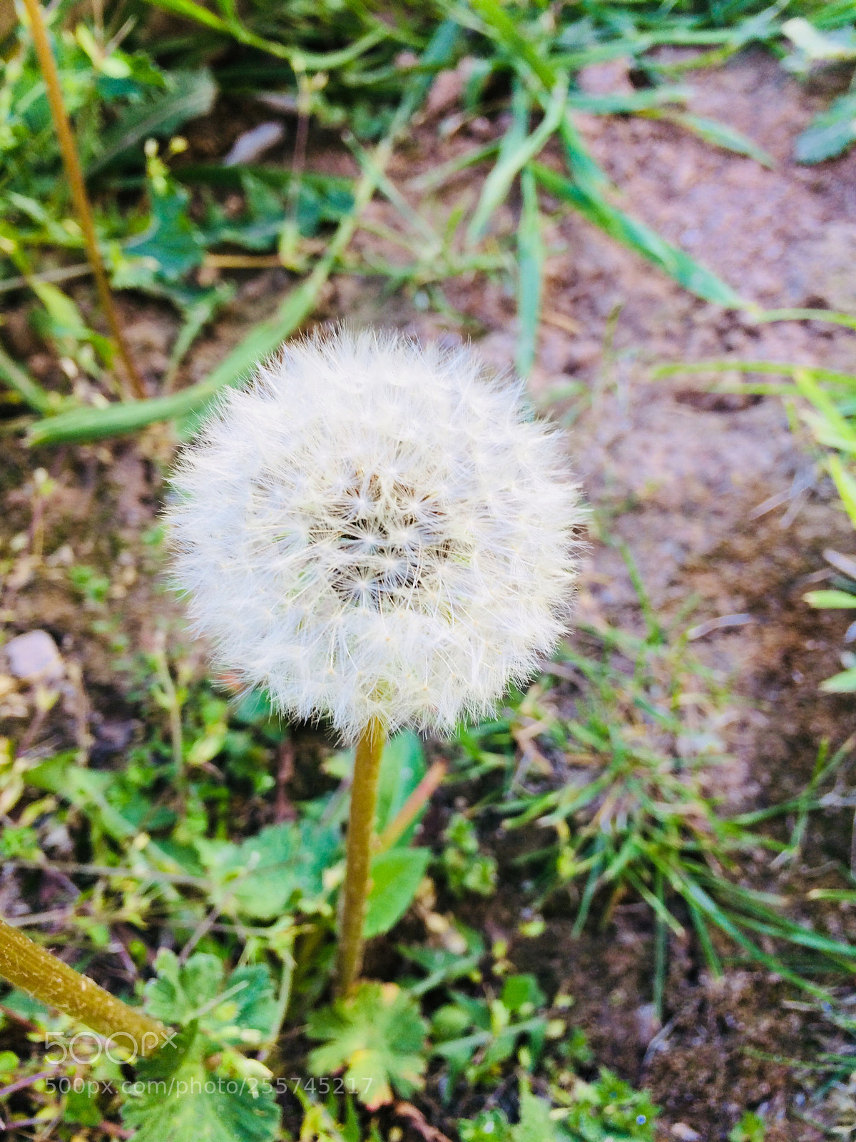 Apple iPhone 5s sample photo. Dandelion photography