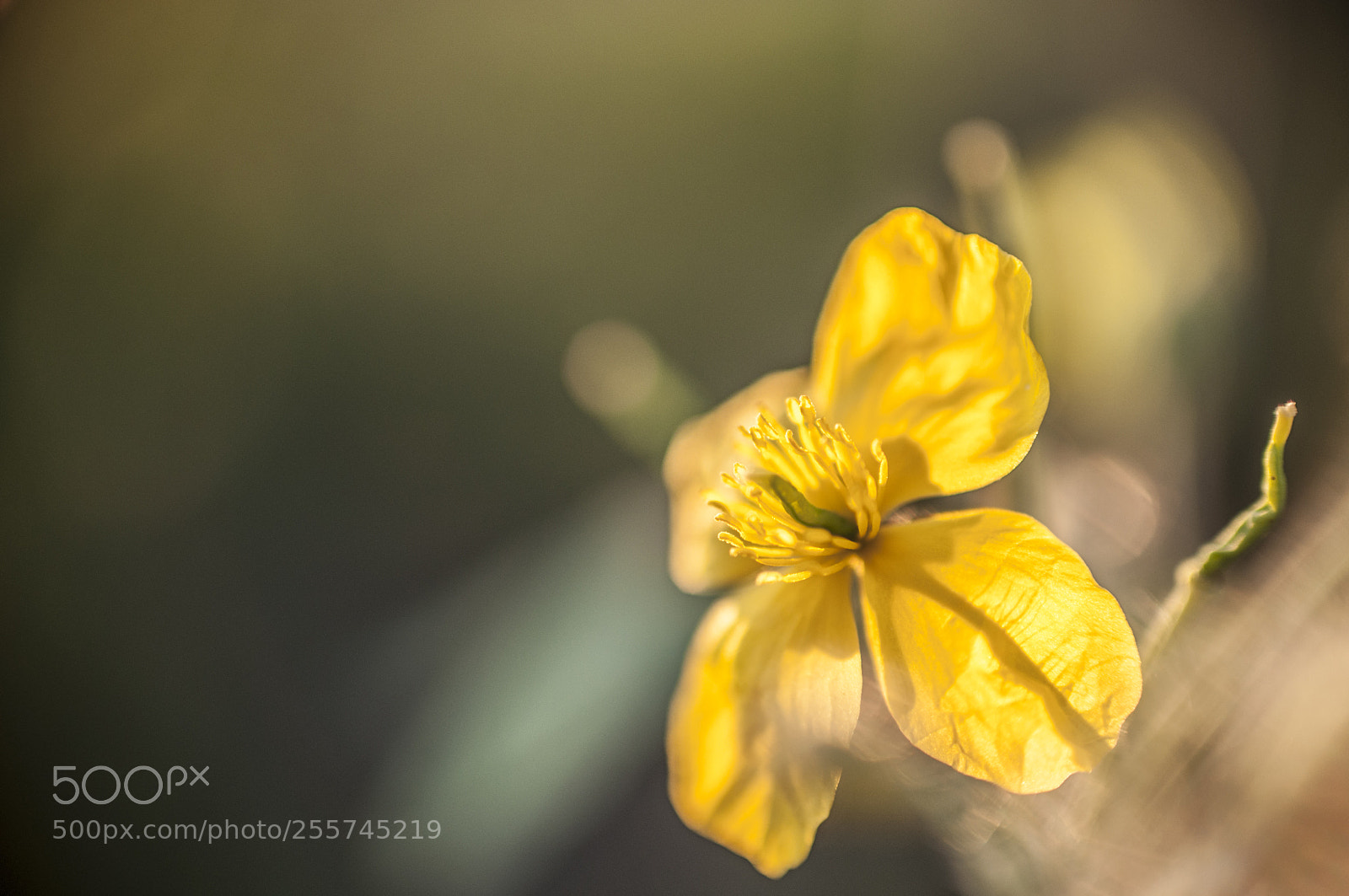 Nikon D90 sample photo. Flower photography