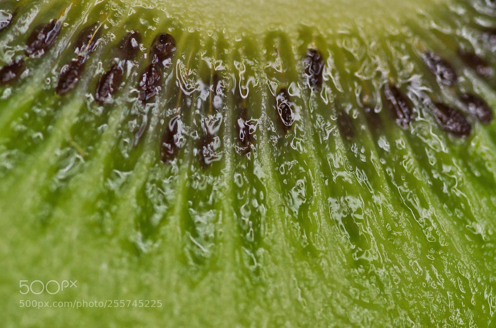 Nikon D7000 sample photo. Kiwi pattern photography