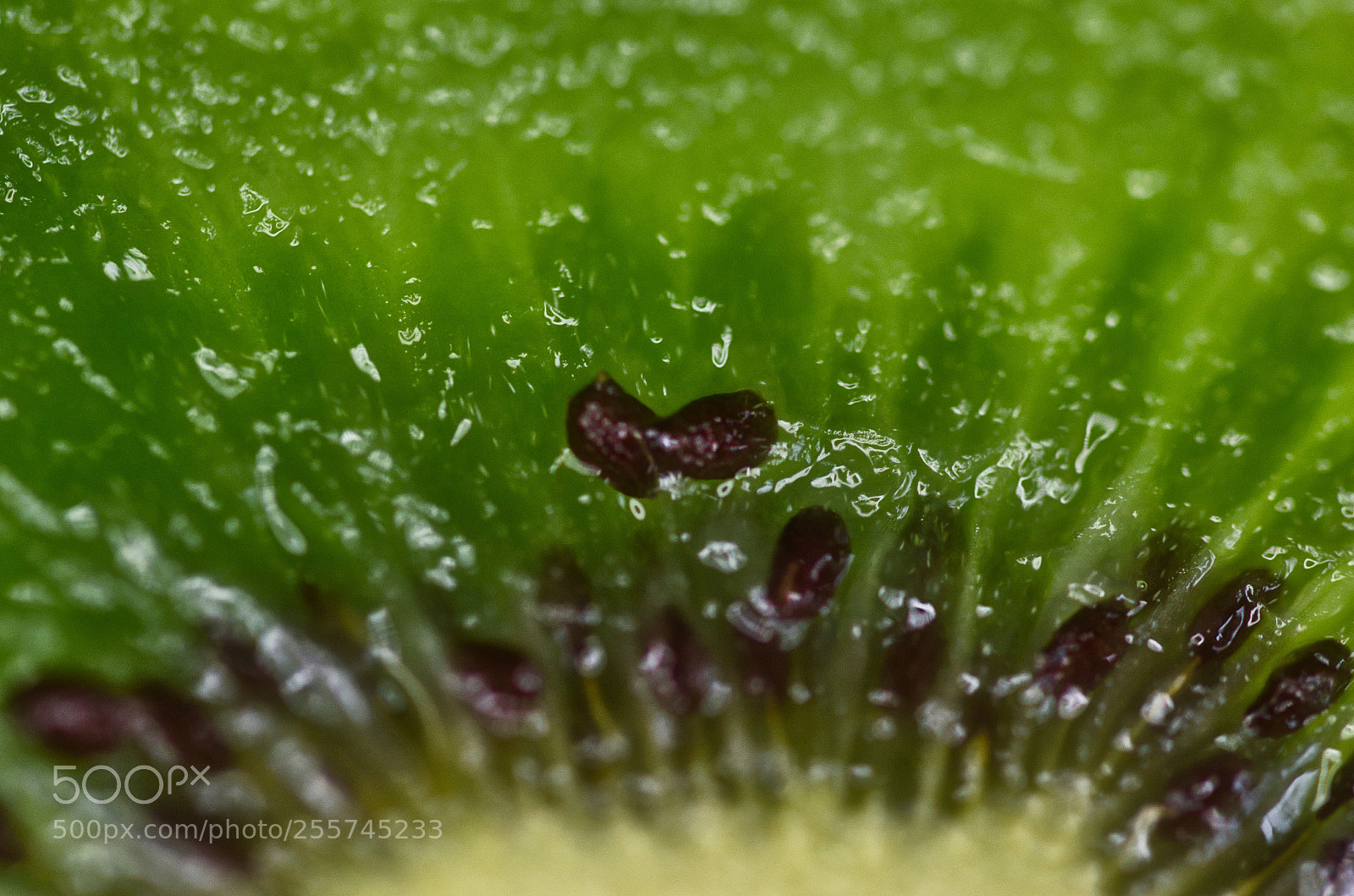 Nikon D7000 sample photo. Kiwi seed photography