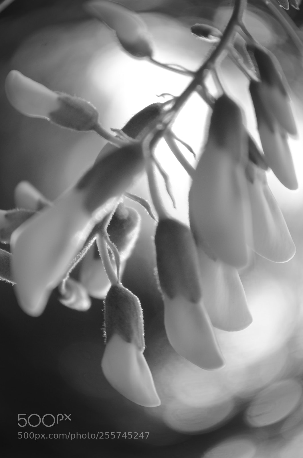 Nikon D5100 sample photo. Mild breeze photography