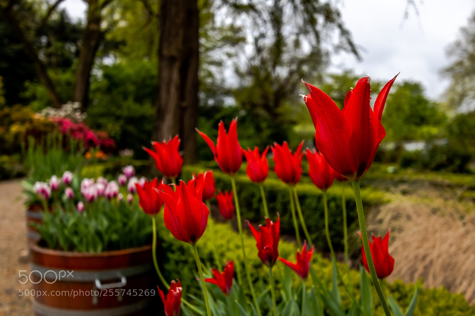 Canon EOS 80D sample photo. Red tulips in the photography