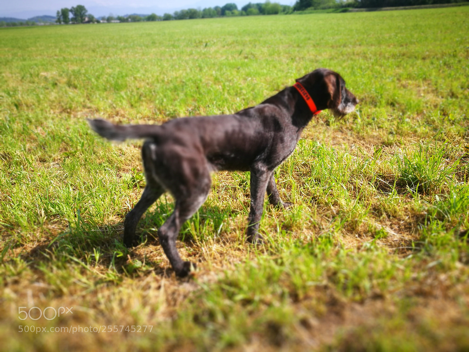 HUAWEI P9 sample photo. Lea in firm on photography