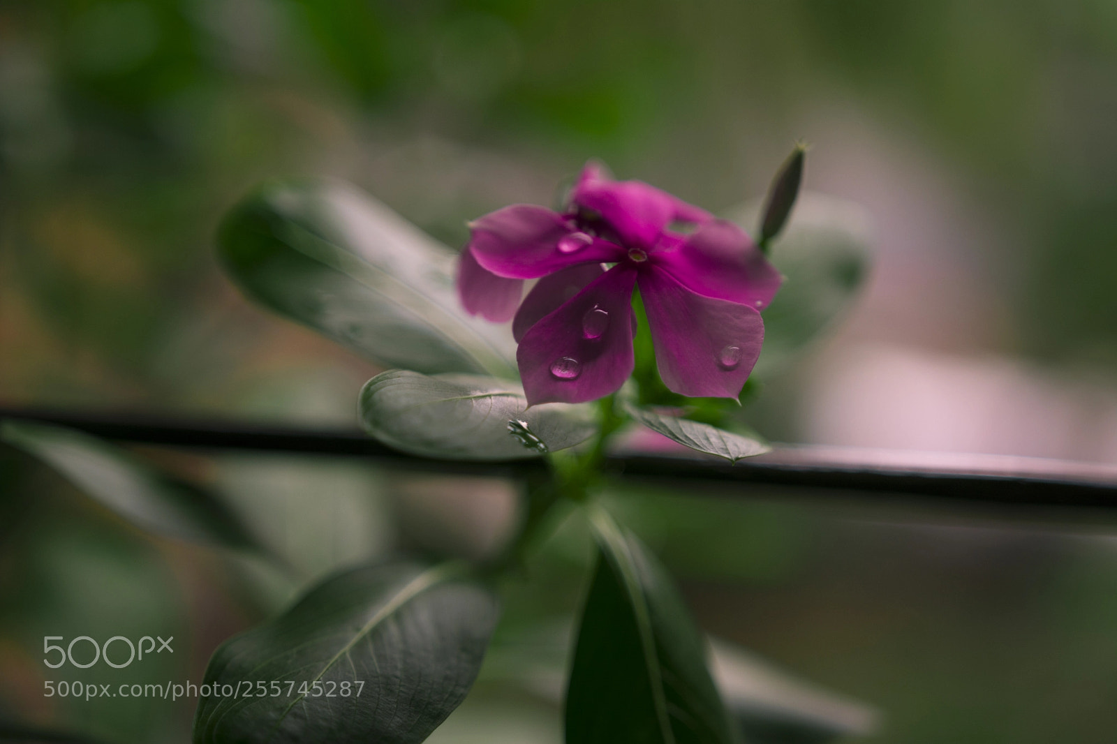 Nikon D7100 sample photo. Nayantara and water drops photography