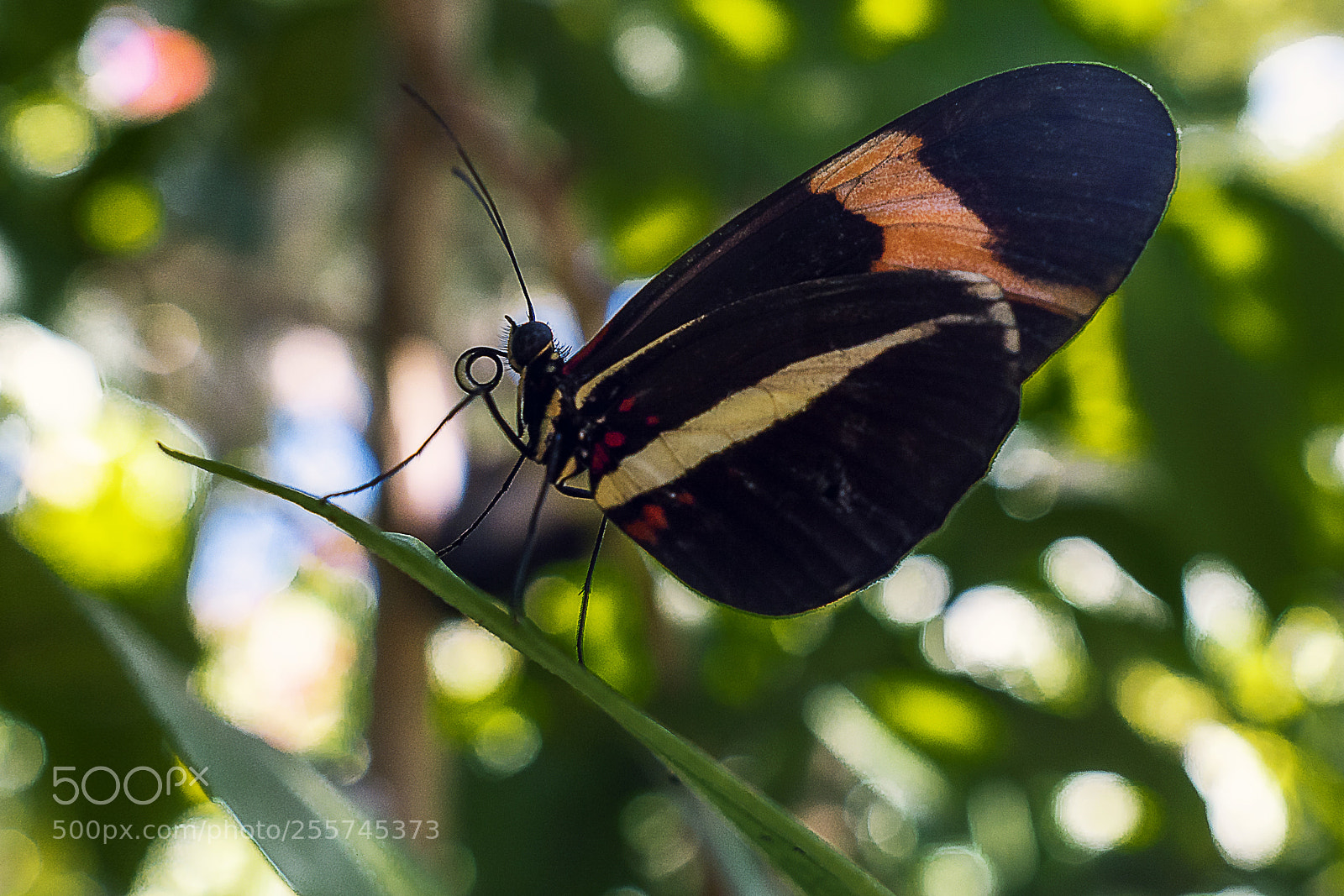 Sony a6000 sample photo. Heliconius erato phyllis photography