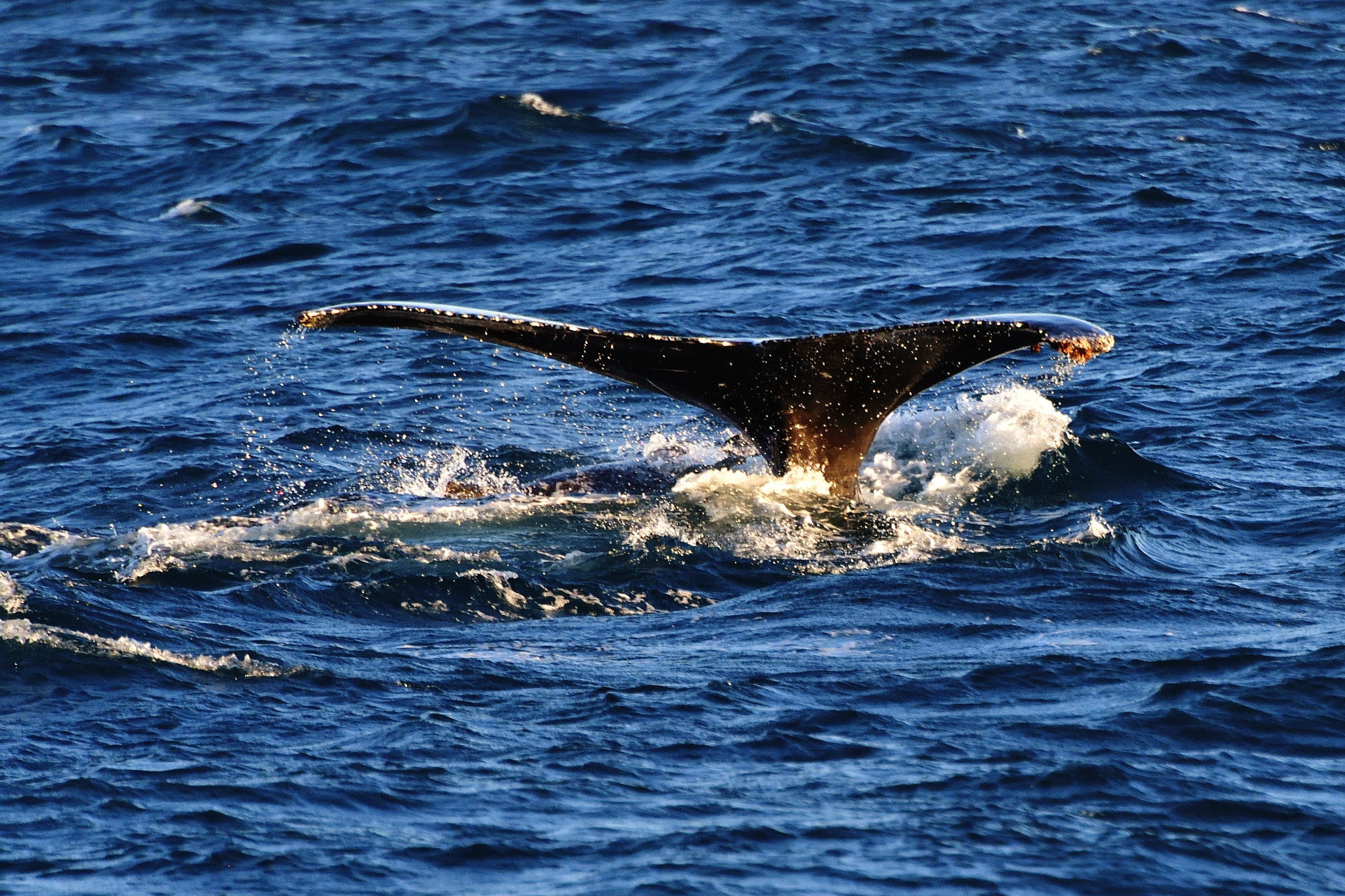 Nikon D5 sample photo. Paddle photography