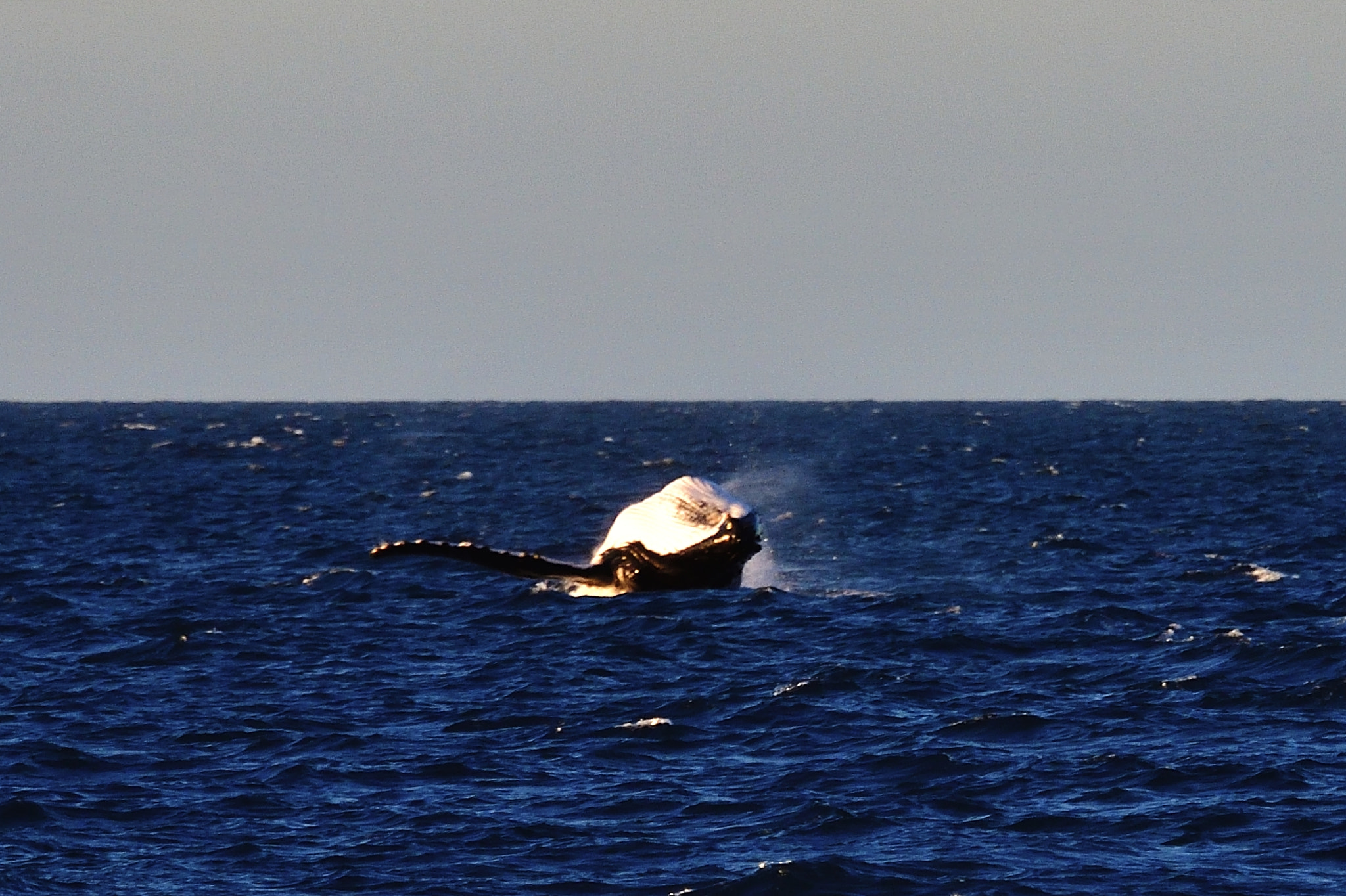 Nikon D5 sample photo. Over photography