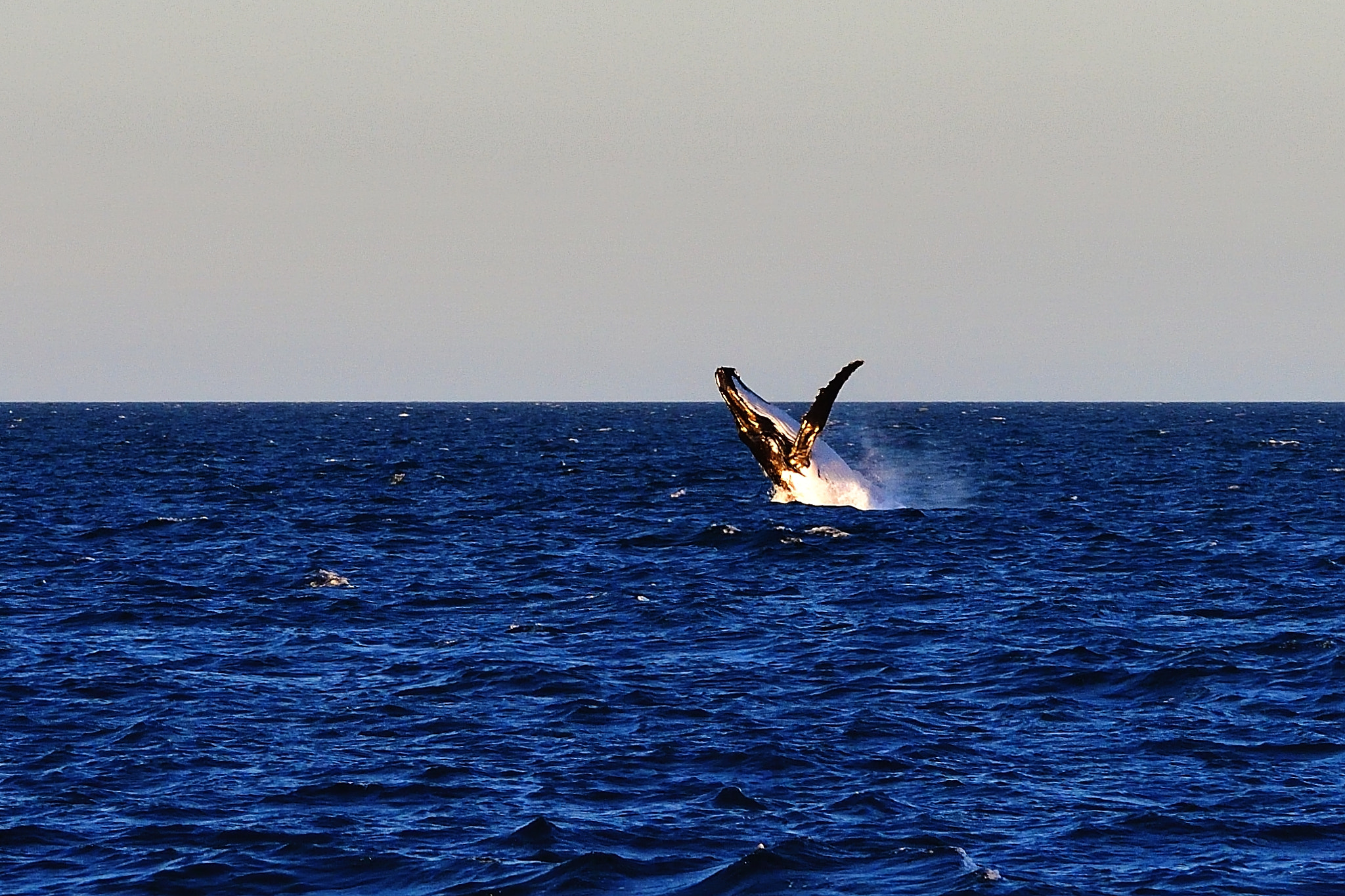 Nikon D5 sample photo. Jump photography