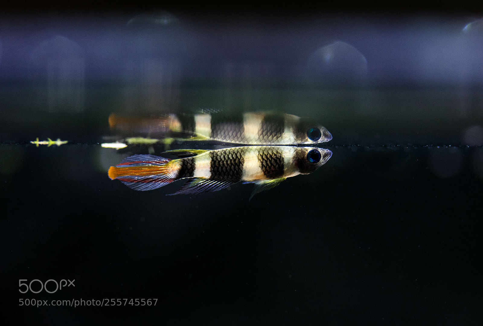 Canon EOS 750D (EOS Rebel T6i / EOS Kiss X8i) sample photo. Clown killifish photography