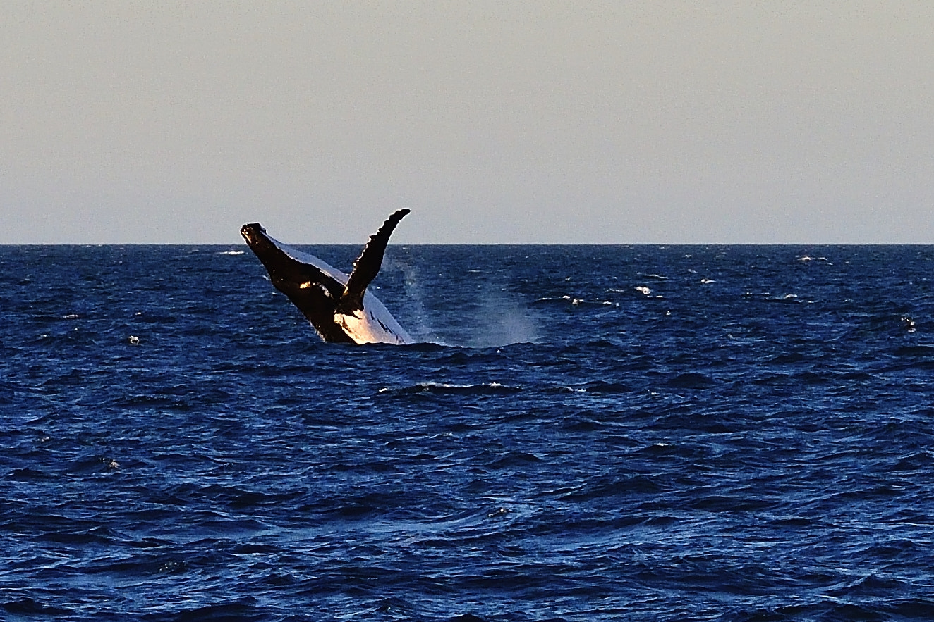 Nikon D5 sample photo. High photography