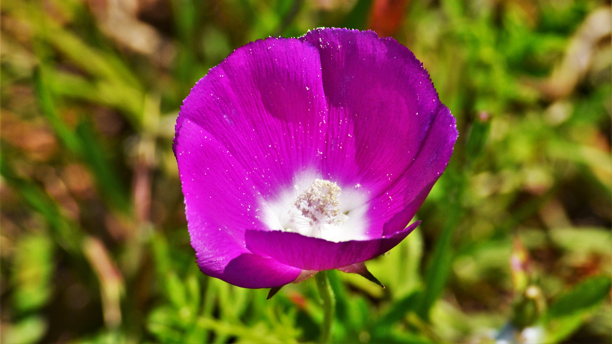Nikon D3100 sample photo. Purple reign photography