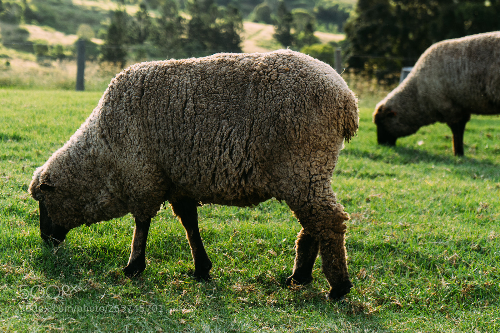 Sony a7 II sample photo. Living well with the photography
