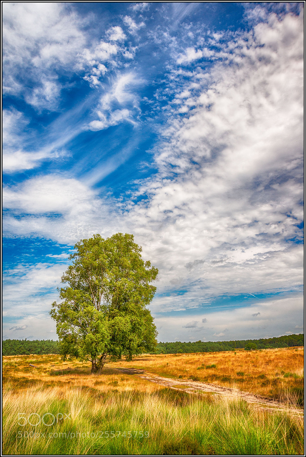 Nikon D800 sample photo. -- netherlands | mookerheide -- photography