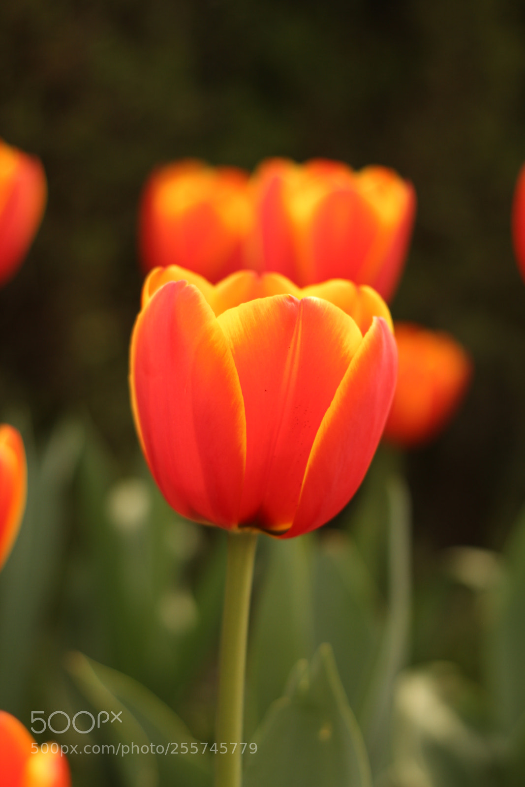 Canon EOS 7D + Canon EF 50mm F1.8 II sample photo. Untitled photography