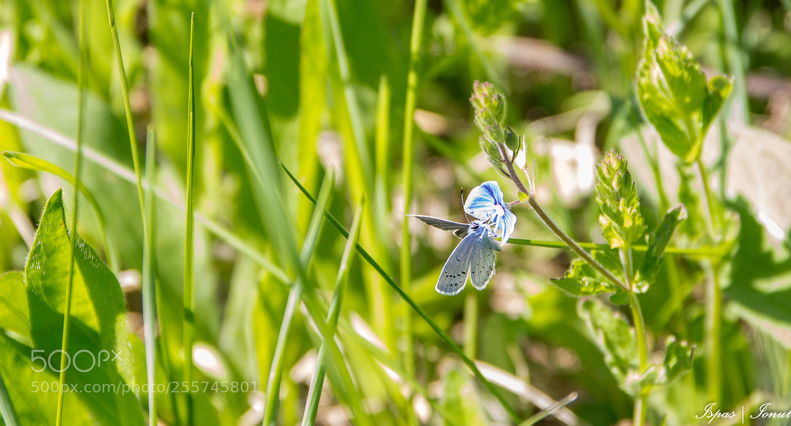 Canon EOS 700D (EOS Rebel T5i / EOS Kiss X7i) sample photo. Little butterfly photography