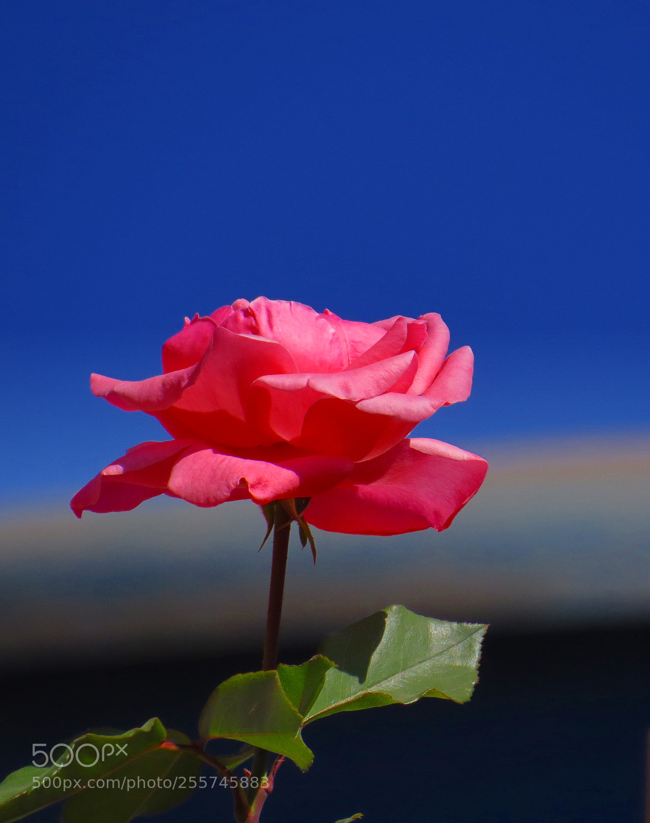 Canon PowerShot SX50 HS sample photo. Rose photography