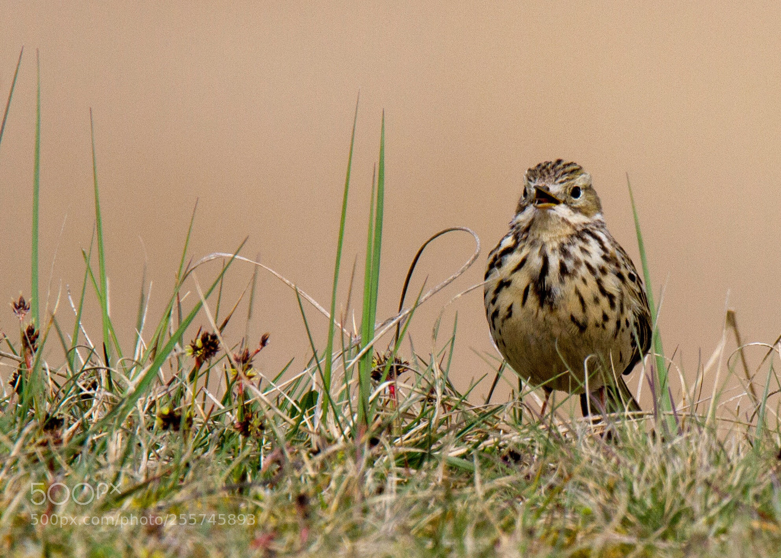 Canon EOS 7D sample photo. Meadow pipit
texel, nd photography