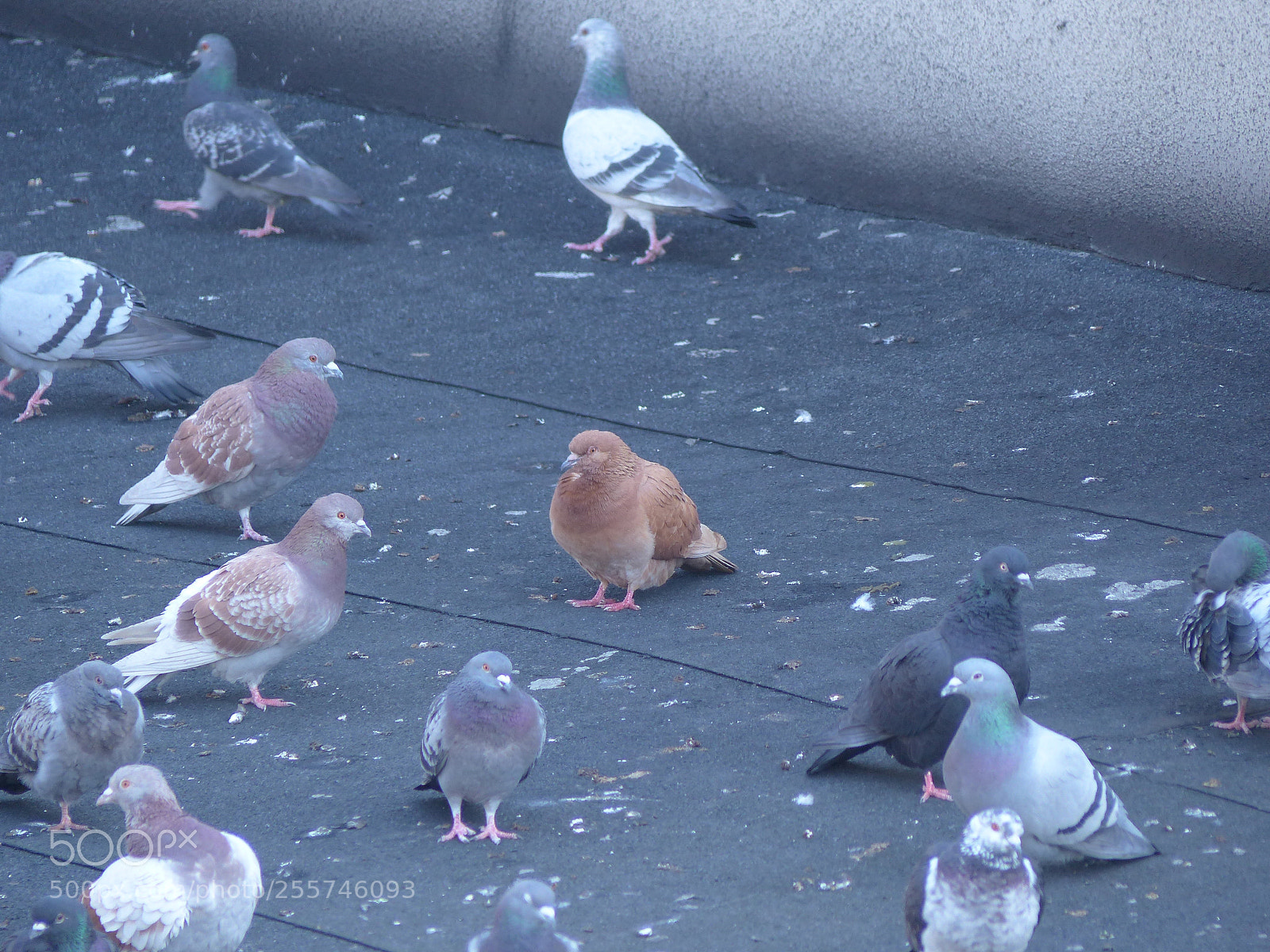 Panasonic Lumix DMC-FZ200 sample photo. The odd photography