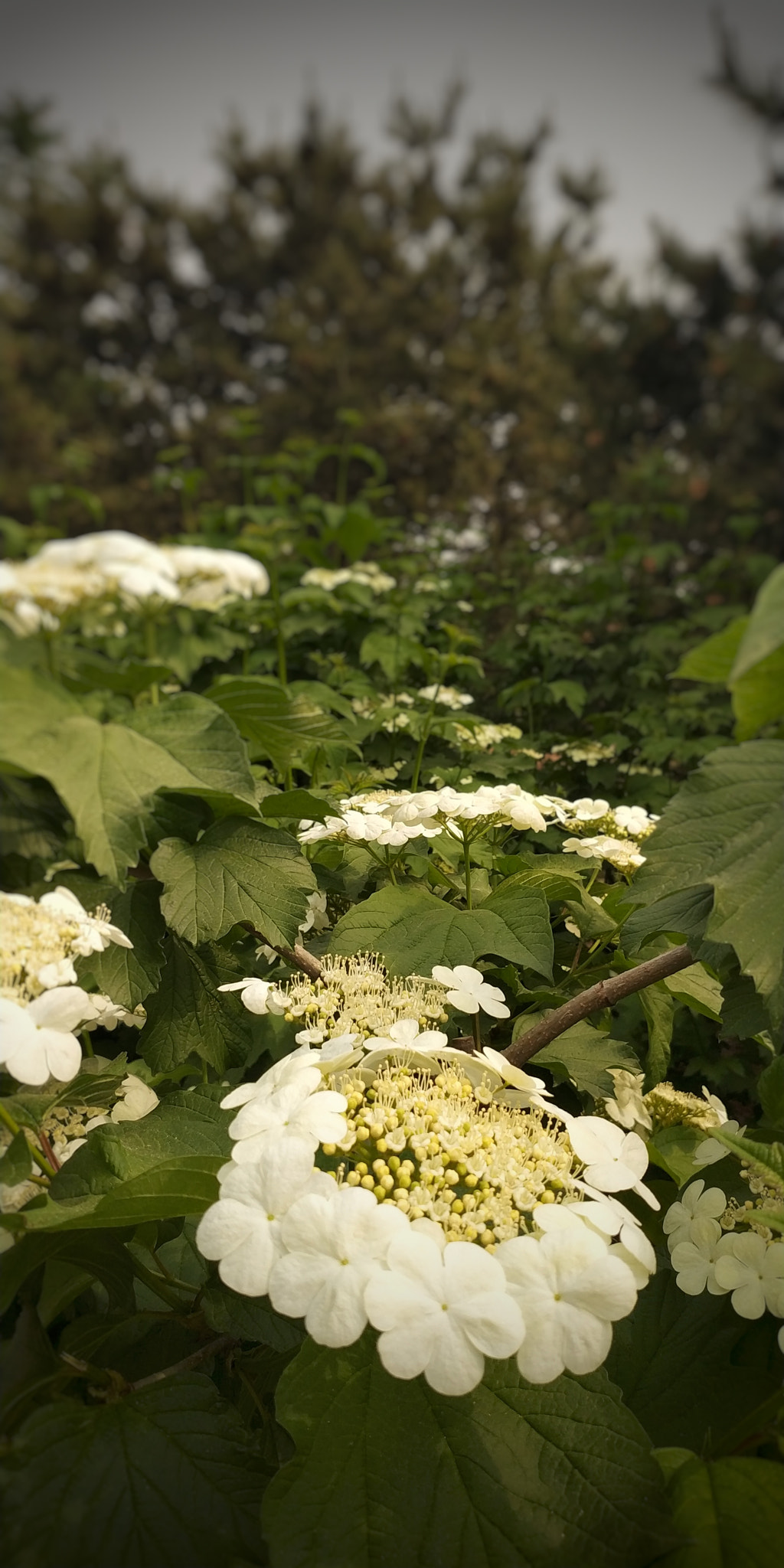 Xiaomi MIX 2 sample photo. 11 photography