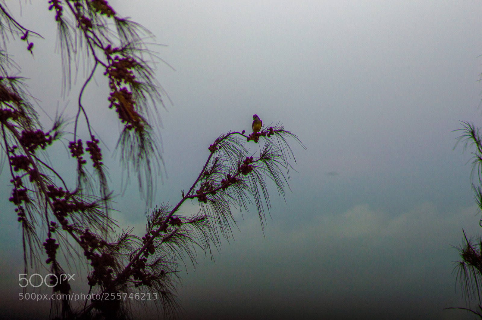 Nikon D3200 sample photo. Dia chuvoso photography