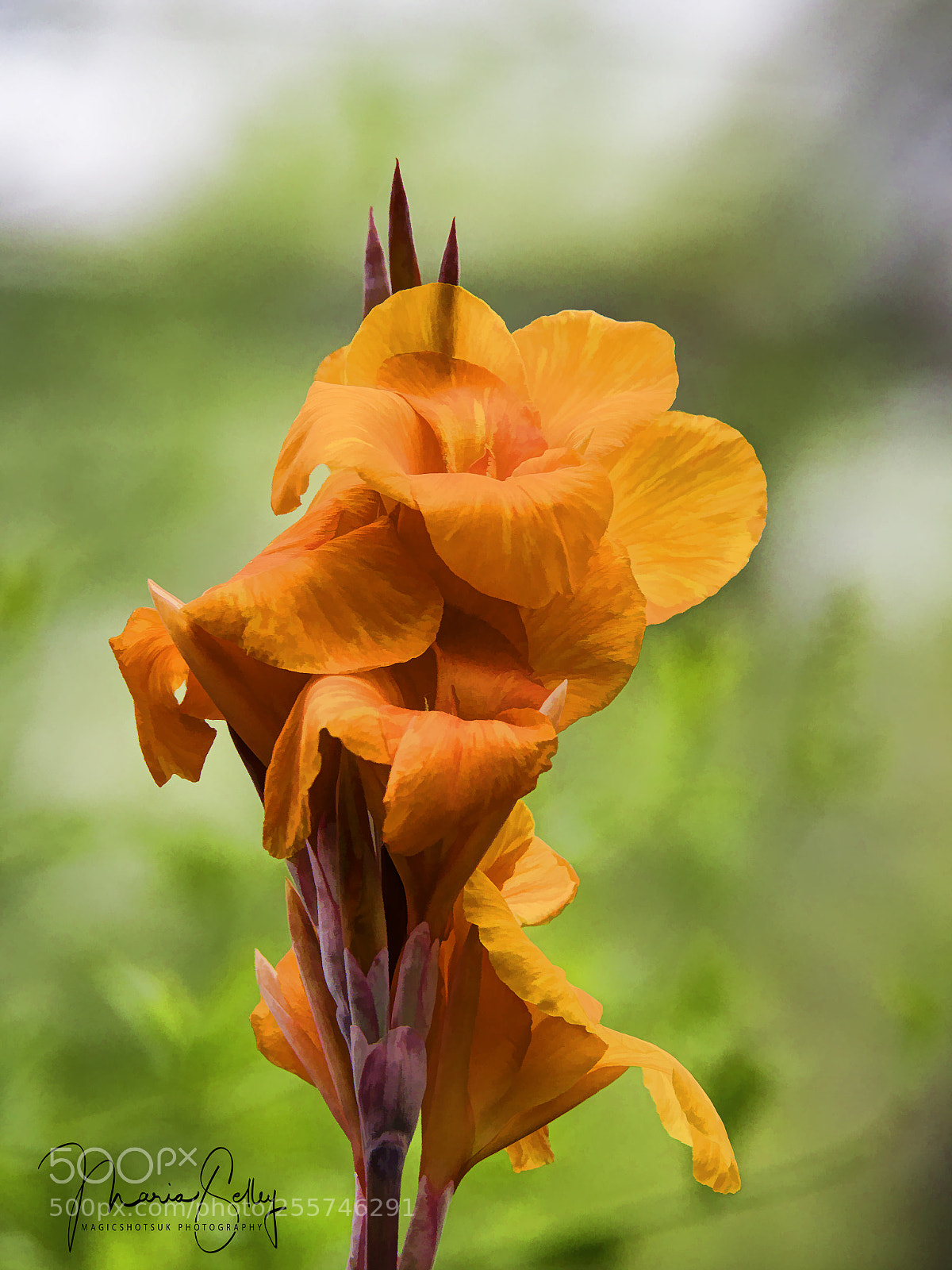 Olympus OM-D E-M1 Mark II sample photo. Pretty petals photography