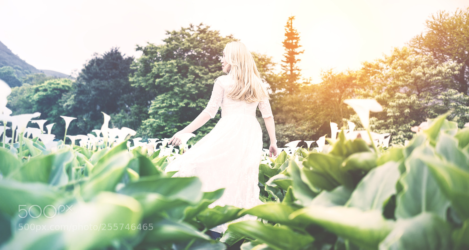 Sony a7 II sample photo. Dsc photography