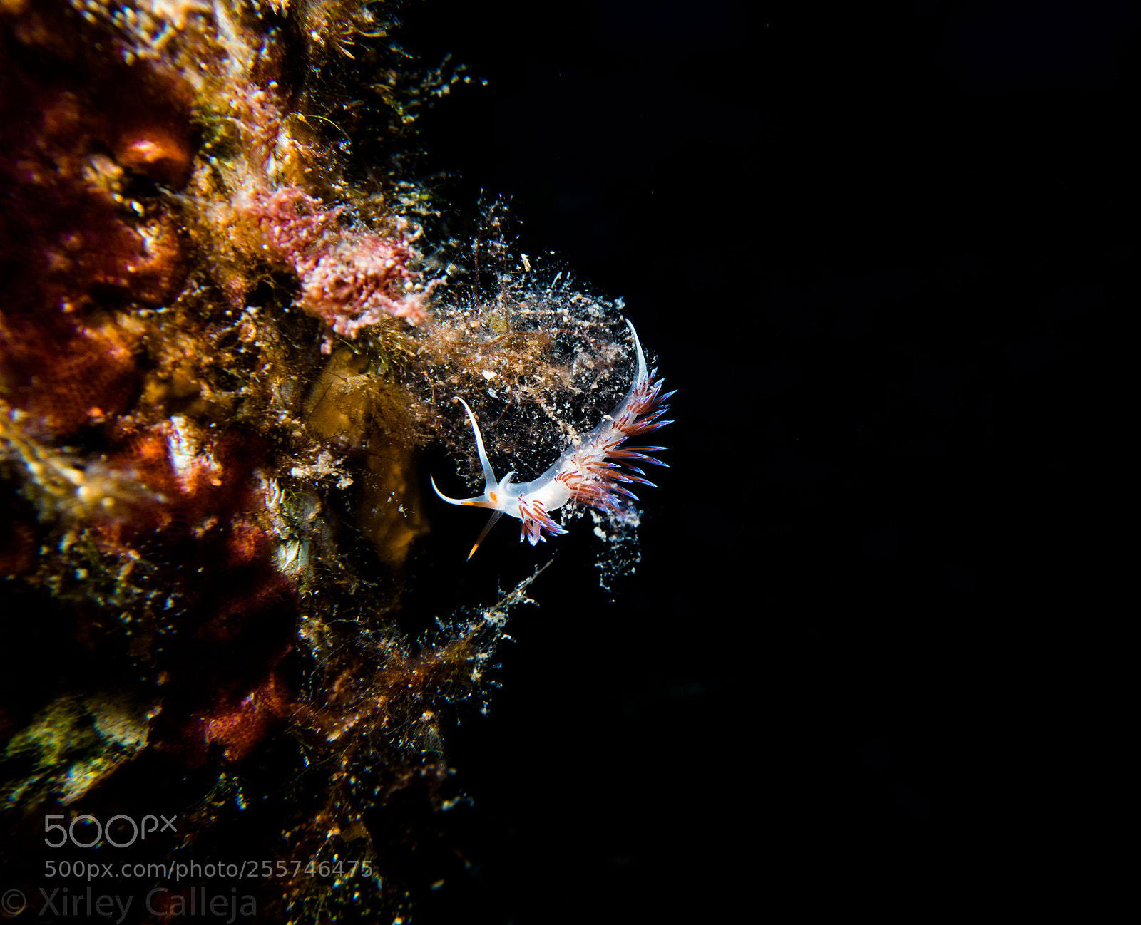 Olympus PEN E-PL7 sample photo. Nudi photography