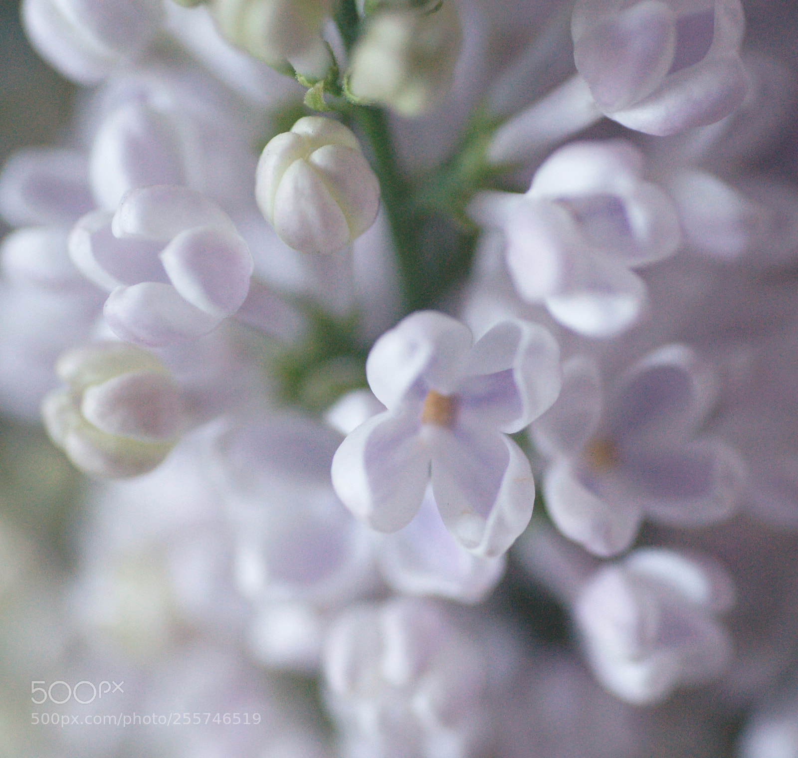 Sony Alpha DSLR-A850 sample photo. Lilac photography
