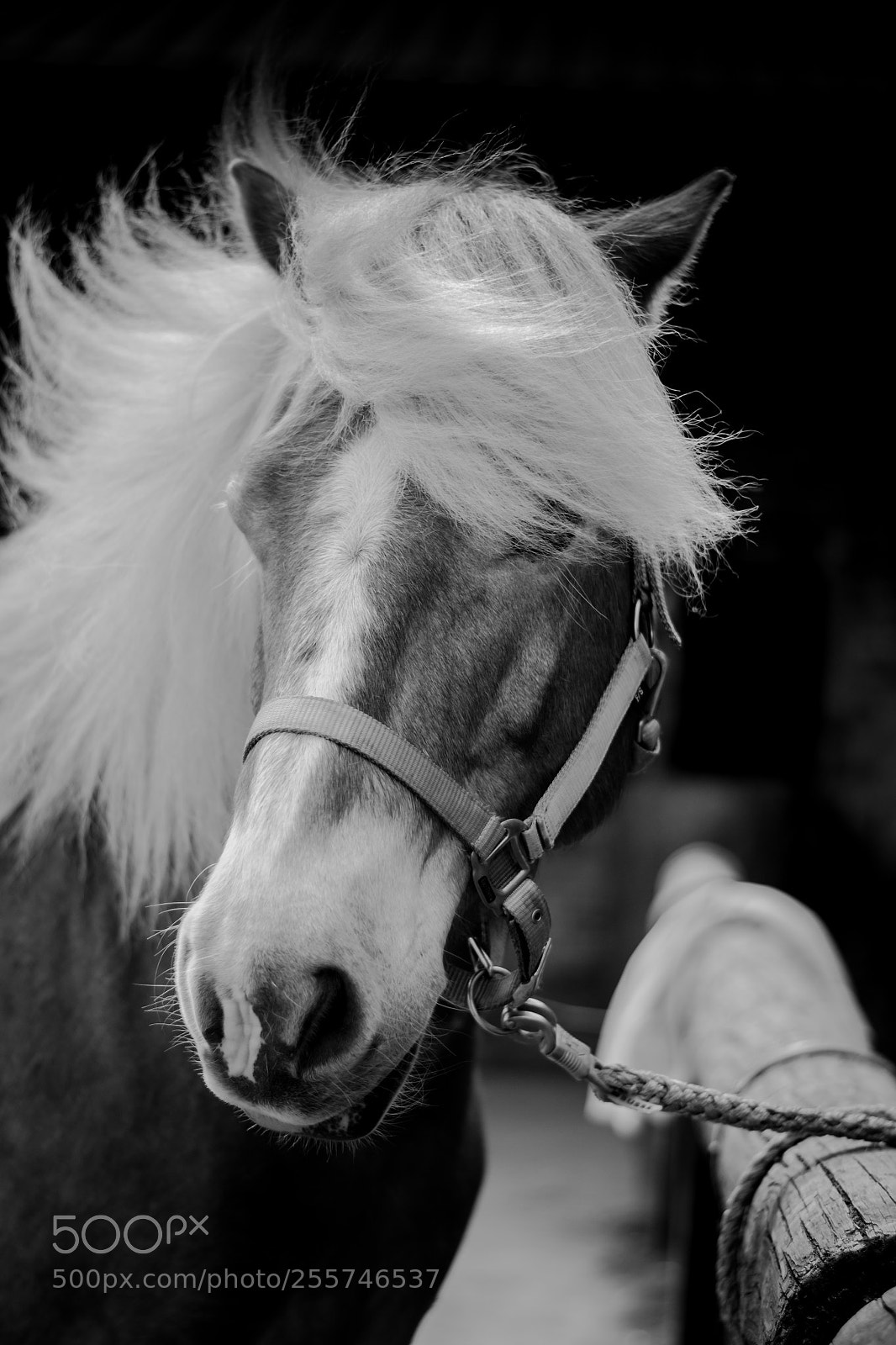 Nikon D3100 sample photo. Werano photography