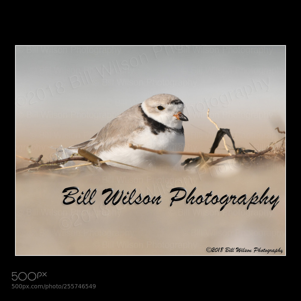 Nikon D500 sample photo. Piping plover photography