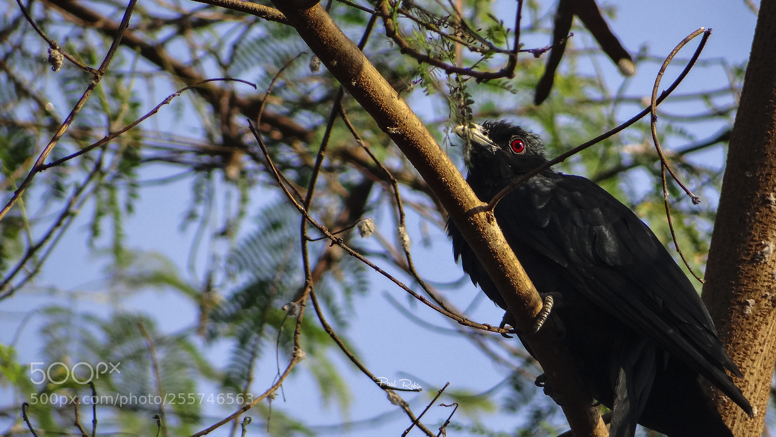 Sony DSC-HX200V sample photo. Asian koel- male. photography