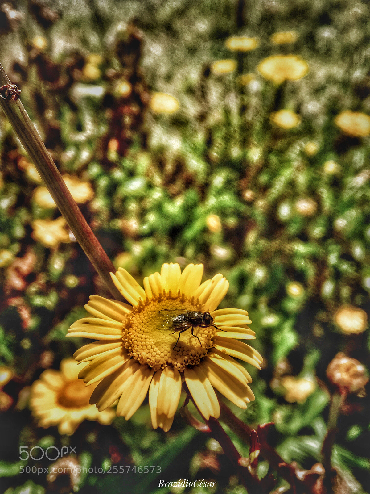 Apple iPhone 6s sample photo. Untitled photography
