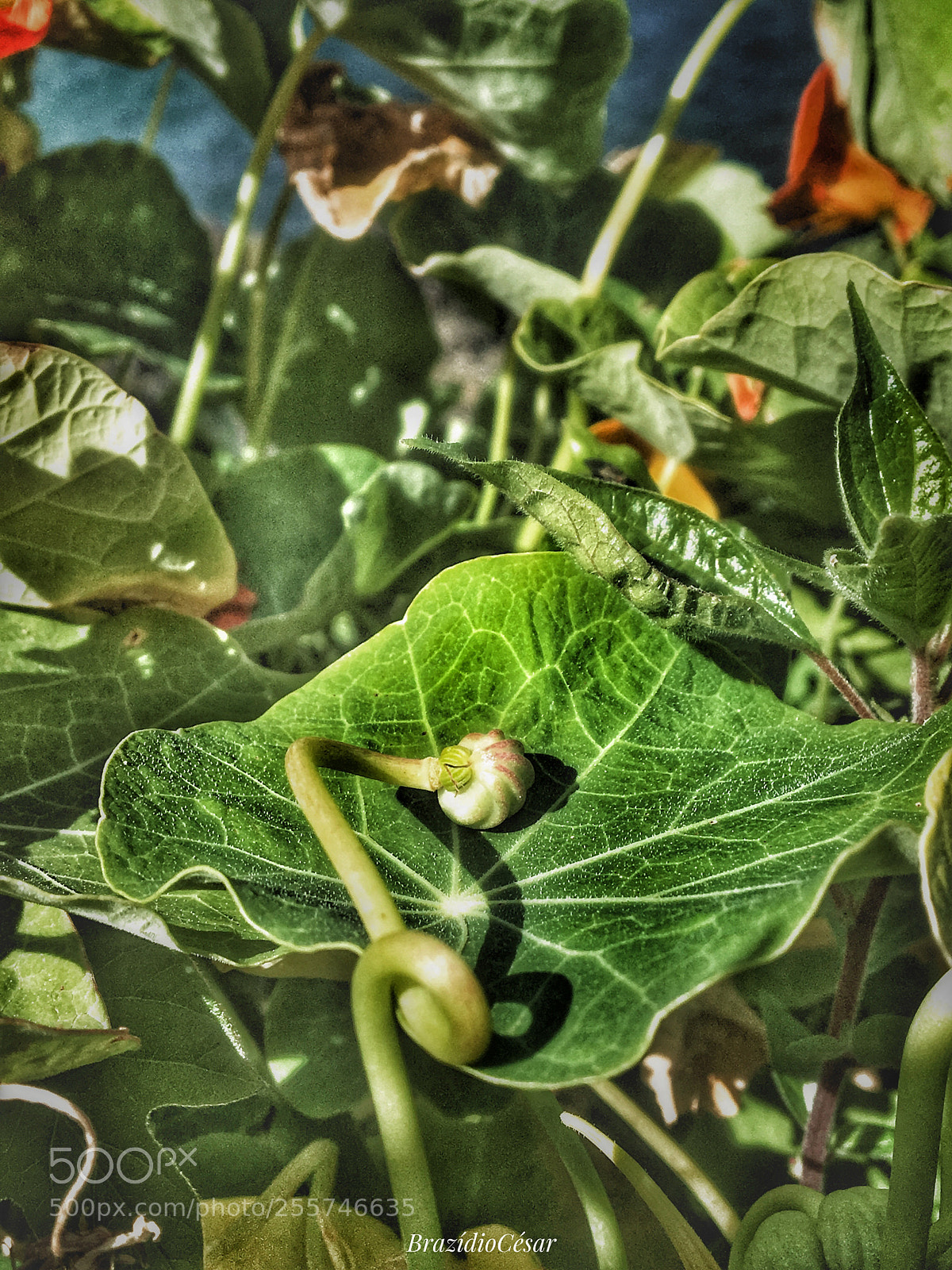 Apple iPhone 6s sample photo. Untitled photography